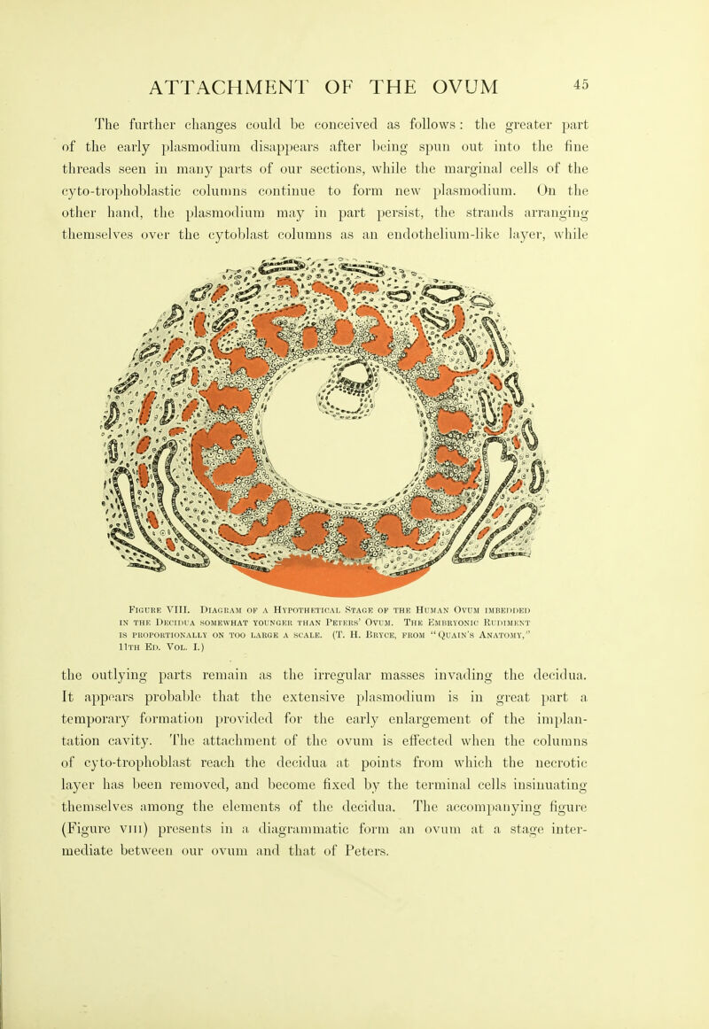 ATTACHMENT OF THE OVUM The further changes could be conceived as follows : the greater part of the early plasmodium disappears after being spun out into the fine threads seen in many parts of our sections, while the marginal cells of the cyto-trophoblastic columns continue to form new plasmodium. On the other hand, the plasmodium may in part persist, the strands arranging themselves over the cytoblast columns as an endothelium-like hxyer, while Figure VIII. Diagram of a Hypothetical Stage op the Human Ovum imbedded IN THE DECIDUA somewhat YOUNGER THAN PETERS' OvUM. THE EMBRYONIC RUDIMENT IS PROPORTIONALLY ON TOO LARGE A SCALE. (T. H. BRYCE, FROM  QuAIN'S AnATOMY, 11th Ed. Vol. I.) the outlying parts remain as the irregular masses invading the decidua. It appears probable that the extensive plasmodium is in great part a temporar}^ formation provided for the early enlargement of the implan- tation cavity. The attachment of the ovum is effected when the columns of cyto-trophoblast reach the decidua ;it points from which the necrotic layer has been removed, and become fixed by the terminal cells insinuating themselves among the elements of the decidua. The accompanying figure (Figure viii) presents in a diagrammatic form an ovum at a stage inter- mediate between our ovum and that of Peters.