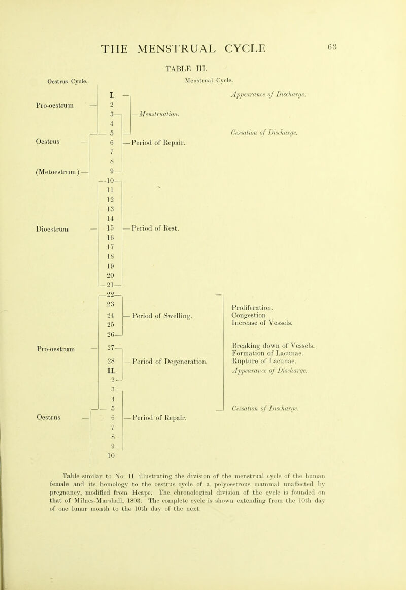 Oestrus Cycle. Pro-oestrum — TABLE III. Menstrual Cycle. Oestrus (Metoestrum) Dioestrum Oestrus - Mendruafioit. - Period of Repair. Appearanre of Discharge. Cessation of Discharge. Period of Rest. I. 2 3- 4 - 5 6 7 8 9- -10- 11 12 13 14 15 16 17 IS 19 20 -21- -22- 23 24 •2T) 26- 27- 28 II. 2. 3- 4 - 5 6 7 8 9- 10 Table similar to No. II illustrating the division of the menstrual cycle of the human female and its homology to the oestrus cycle of a polyoestrous mammal unaffected by pregnane}', modified from Heape. The chronological division of the cycle is founded on that of Milnes-Marsliall, ]893. The complete cycle is shown extending from the 10th day of one lunar mouth to the 10th day of the next. Pro-oestrum — Period of Swelling. ■Period of Degeneiation. Proliferation. Congestion. Increase of Vessels. Breaking down of Vessels. Formation of Lacunae. Rupture of T./acnnae. Appearance of Discharge. Cessation of Discharge. Period of Repair.