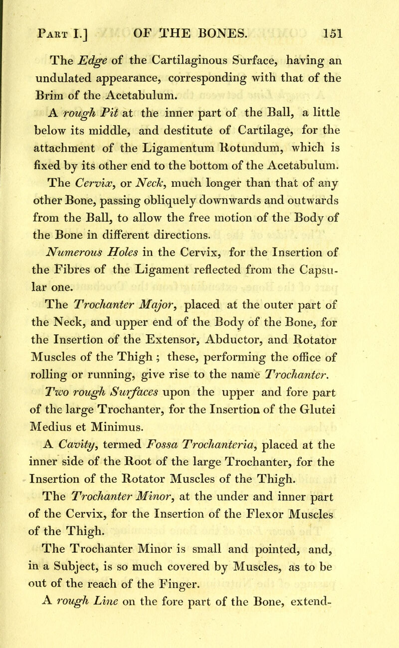 The Edge of the Cartilaginous Surface, having an undulated appearance, corresponding with that of the Brim of the Acetabulum. A rough Pit at the inner part of the Ball, a little below its middle^ and destitute of Cartilage, for the attachment of the Ligamentum Rotundum, which is fixed by its other end to the bottom of the Acetabulum. The CervioCy or Neck, much longer than that of any other Bone, passing obliquely downwards and outwards from the Ball, to allow the free motion of the Body of the Bone in different directions. Numerous Holes in the Cervix, for the Insertion of the Fibres of the Ligament reflected from the Capsu- lar one. The Trochanter Major, placed at the outer part of the Neck, and upper end of the Body of the Bone, for the Insertion of the Extensor, Abductor, and Rotator Muscles of the Thigh ; these, performing the oflice of rolling or running, give rise to the name Trochanter. Two rough Surfaces upon the upper and fore part of the large Trochanter, for the Insertion of the Glutei Medius et Minimus. A Cavity, termed Fossa Trochanteria, placed at the inner side of the Root of the large Trochanter, for the Insertion of the Rotator Muscles of the Thigh. The Trochanter Minor, at the under and inner part of the Cervix, for the Insertion of the Flexor Muscles of the Thigh. The Trochanter Minor is small and pointed, and, in a Subject, is so much covered by Muscles, as to be out of the reach of the Finger. A rough Li7ie on the fore part of the Bone, extend-
