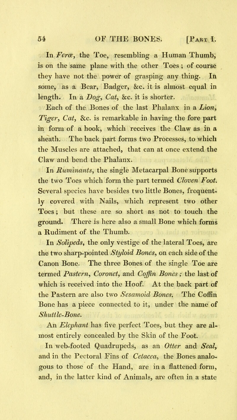 In Ferce, the Toe, resembling a Human Thumb, is on the same plane with the other Toes; of course they have not the power of grasping any thing. In some, as a Bear, Badger, &c. it is almost equal in length. In a Dogy Cat, &c. it is shorter. Each of the Bones of the last Phalanx in a Lion^ Tiger, Cat, &c. is remarkable in having the fore part in form of a hook, which receives the Claw as in a sheath. The back part forms two Processes, to which the Muscles are attached, that can at once extend the Claw and bend the Phalanx. In Ruminants, the single Metacarpal Bone supports the two Toes which form the part termed Cloven Foot, Several species have besides two little Bones, frequent- ly covered with Nails, which represent two other Toes; but these are so short as not to touch the ground. There is here also a small Bone which forms a Rudiment of the Thumb. In Solipeds, the only vestige of the lateral Toes, are the two sharp-pointed Styloid Bones, on each side of the Canon Bone. The three Bones of the single Toe are termed Pastern, Coronet, and Coffin Bones; the last of which is received into the Hoof. At the back part of the Pastern are also two Sesamoid Bones. The Coffin Bone has a piece connected to it, under the name of Shuttle-Bone. An Elephant has five perfect Toes, but they are al- most entirely concealed by the Skin of the Foot. In web-footed Quadrupeds, as an Otter and Seal, and in the Pectoral Fins of Cetacea, the Bones analo- gous to those of the Hand, are in a flattened form, and, in the latter kind of Animals, are often in a state