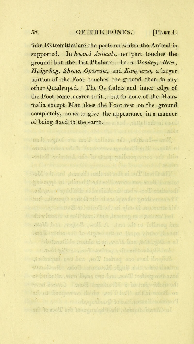 four Extremities are the parts on which the Animal is supported. In hooved Animals, no part touches the ground but the last Phalanx. In a Monkey, Bear, Hedge-hog, Shrew, Opossum, and Kanguroo, a larger portion of the Foot touches the ground than in any other Quadruped. The Os Calcis and inner edge of the Foot come nearer to it; but in none of the Mam- malia except Man does the Foot rest on the ground completely, so as to give the appearance in a manner of being fixed to the earth.