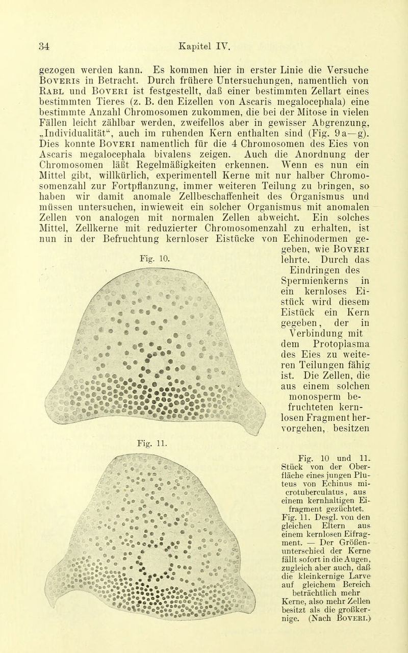 gezogen werden kann. Es kommen hier in erster Linie die Versuche Boverts in Betracht. Durch frühere Untersuchungen, namentlich von Rabl und BovERi ist festgestellt, daß einer bestimmten Zellart eines bestimmten Tieres (z. B. den Eizellen von Ascaris megalocephala) eine bestimmte Anzahl Chromosomen zukommen, die bei der Mitose in vielen Fällen leicht zählbar werden, zweifellos aber in gewisser Abgrenzung, „Individualität, auch im ruhenden Kern enthalten sind (Fig. 9 a—g). Dies konnte Boveri namentlich für die 4 Chromosomen des Eies von Ascaris megalocephala bivalens zeigen. Auch die Anordnung der Chromosomen läßt Regelmäßigkeiten erkennen. Wenn es nun ein Mittel gibt, willkürlich, experimentell Kerne mit nur halber Chromo- somenzahl zur Fortpflanzung, immer weiteren Teilung zu bringen, so haben wir damit anomale Zellbeschafi'euheit des Organismus und müssen untersuchen, inwieweit ein solcher Organismus mit anomalen - Zellen von analogen mit normalen Zellen abweicht. Ein solches Mittel, Zellkerne mit reduzierter Chrornosomenzahl zu erhalten, ist nun in der Befruchtung kernloser Eistücke von Echinoderraen ge- Fig. 10. geben, wie Boveri lehrte. Durch das Eindringen des Spermienkerns in ein kernloses Ei- stück wird dieseni Eistück ein Kern gegeben, der in Verbindung mit dem Protoplasma des Eies zu weite- ren Teilungen fähig ist. Die Zellen, die aus einem solchen monosperm be- fruchteten kern- losen Fragment her- vorgehen, besitzen Fig. 11. Fig. 10 und 11. Stück von der Ober- fläche eines jungen Plu- teus von Echinus mi- crotuberculatus, aus einem kernhaltigen Ei- Kerne, also mehr Zellen besitzt als die großker- niee. (Nach Boveki.) Fig. 11. Desgl. von den gleichen Eltern aus einem kernlosen Eifrag- ment. — Der Größen- iinterschied der Kerne fällt sofort in die Augen, zugleich aber auch, daß die kleinkernige Larve auf gleichem Bereich fragment gezüchtet. beträchtlich mehr