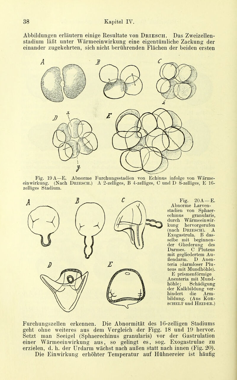 Abbildungen erläutern einige Resultate von Driesch. Das Zweizellen- stadiura läßt unter Wärmeeinwirkung eine eigentümliche Zackung der einander zugekehrten, sich nicht berührenden Flächen der beiden ersten Fig. 19 A—E. Abnorme Furchungsstadien von Echinus infolge von Wärme- einwirkung. (Nach Driesch.) A 2-zelliges, B 4-zelliges, C und D 8-zelliges, E 16- zelliges Stadium. Fig. 20A —E. Abnorme Larven- stadien von Sphaer- echinus granularis, durch Wärmeeinwir- kung hervorgerufen (nach Driesch). A Exogastrula. B das- selbe mit beginnen- der Gliederung des Darmes. C Pluteus mit gegliedertem Au- ßendarm. D Anen- teria (darmloser Plu- teus mit Mundhöhle). E prismenförmige Anenteria mit Mund- höhle; Schädigung der Kalkbildung ver- hindert die Arm- bildung. (Aus KoR- SCHELT und Heider.) Furchungszellen erkennen. Die Abnormität des 16-zelligen Stadiums geht ohne weiteres aus dem Vergleich der Figg. 18 und 19 hervor. Setzt man Seeigel (Sphaerechinus granularis) vor der Gastrulation einer Wärmeeinwirkung aus, so gelingt es, sog. Exogastrulae zu erzielen, d. h. der Urdarm wächst nach außen statt nach innen (Fig. 20). Die Einwirkung erhöhter Temperatur auf Hühnereier ist häufig
