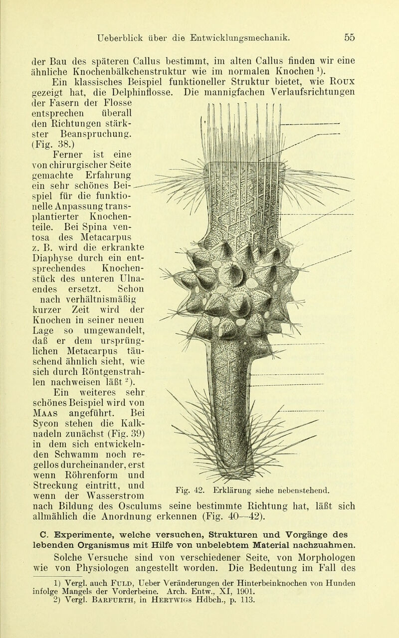Die mannigfachen Verlaufsrichtungen der Bau des späteren Gallus bestimmt, im alten Gallus finden wir eine ähnliche Knochenbälkchenstruktur wie im normalen Knochen Ein klassisches Beispiel funktioneller Struktur bietet, wie Roux gezeigt hat, die Delphinflosse, der Fasern der Flosse entsprechen überall den Richtungen stärk- ster Beanspruchung. (Fig. 38.) Ferner ist eine von chirurgischer Seite gemachte Erfahrung ein sehr schönes Bei-.—- spiel für die funktio- nelle Anpassung trans- plantierter Knochen- teile. Bei Spina ven- tosa des Metacarpus z. B. wird die erkrankte Diaphyse durch ein ent- sprechendes Knochen- stück des unteren Ulna- endes ersetzt. Schon nach verhältnismäßig kurzer Zeit wird der Knochen in seiner neuen Lage so umgewandelt, daß er dem ursprüng- lichen Metacarpus täu- schend ähnlich sieht, wie sich durch Röntgenstrah- len nachweisen läßt Ein weiteres sehr schönes Beispiel wird von Maas angeführt. Bei Sycon stehen die Kalk- nadeln zunächst (Fig. 39) in dem sich entwickeln- den Schwamm noch re- gellos durcheinander, erst wenn Röhrenform und Streckung eintritt, und wenn der Wasserstrom Fig. 42. Erklärung siehe nebenstehend. nach Bildung des Osculums seine bestimmte Richtung hat, läßt sich allmählich die Anordnung erkennen (Fig. 40—42). C. Experimente, welche versuchen, Strukturen und Vorgänge des lebenden Organismus mit Hüfe von unbelebtem Material nachzuahmen. Solche Versuche sind von verschiedener Seite, von Morphologen wie von Physiologen angestellt worden. Die Bedeutung im Fall des 1) Vergl. auch Fuld, Ueber Veränderungen der Hinterbeinknochen von Hunden infolge Mangels der Vorderbeine. Arch. Entw., XI, 1901. 2) Vergl. Baeftjrth, in Hertwigs Hdbch., p. 113.