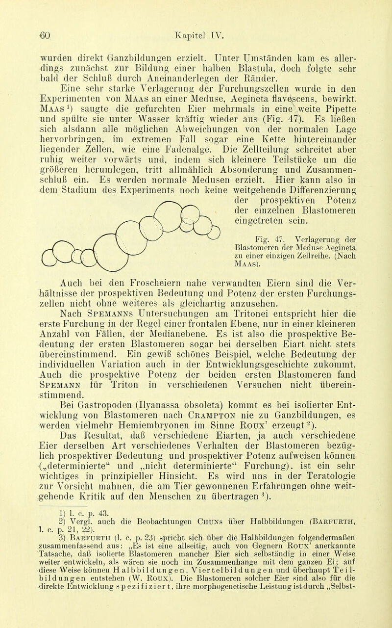 wurden direkt Ganzbildungen erzielt. Unter Umständen kam es aller- dings zunächst zur Bildung einer halben Blastula, doch folgte sehr bald der Schluß durch Aneinanderlegen der Ränder. Eine sehr starke Verlagerung der Furchungszellen wurde in den Experimenten von Maas an einer Meduse, Aegineta flavescens, bewirkt. Maas ^) saugte die gefurchten Eier mehrmals in eine' weite Pipette und spülte sie unter Wasser kräftig wieder aus (Fig. 47). Es ließen sich alsdann alle mögUchen Abweichungen von der normalen Lage hervorbringen, im extremen Fall sogar eine Kette hintereinander liegender Zellen, wie eine Fadenalge. Die Zellteilung schreitet aber ruhig weiter vorwärts und, indem sich kleinere Teilstücke um die größeren herumlegen, tritt allmählich Absonderung und Zusammen- schluß ein. Es werden normale Medusen erzielt. Hier kann also in 4em Stadium des Experiments noch keine weitgehende Differenzierung der prospektiven Potenz der einzelnen Blastomeren eingetreten sein. Fig. 47. Verlagerung der Blastomeren der Meduse Aegineta zu einer einzigen Zellreihe. (Nach Maas). Auch bei den Froscheiern nahe verwandten Eiern sind die Ver- hältnisse der prospektiven Bedeutung und Potenz der ersten Furchungs- zellen nicht ohne weiteres als gleichartig anzusehen. Nach Spemanns Untersuchungen am Tritonei entspricht hier die erste Furchung in der Regel einer frontalen Ebene, nur in einer kleineren Anzahl von Fällen, der Medianebene. Es ist also die prospektive Be- deutung der ersten Blastomeren sogar bei derselben Eiart nicht stets übereinstimmend. Ein gewiß schönes Beispiel, welche Bedeutung der individuellen Variation auch in der Entwicklungsgeschichte zukommt. Auch die prospektive Potenz der beiden ersten Blastomeren fand Spemann iür Triton in verschiedenen Versuchen nicht überein- stimmend. Bei Gastropoden (Ilyanassa obsoleta) kommt es bei isolierter Ent- wicklung von Blastomeren nach Crampton nie zu Ganzbildungen, es werden vielmehr Hemiembryonen im Sinne Roux' erzeugt-). Das Resultat, daß verschiedene Eiarten, ja auch verschiedene Eier derselben Art verschiedenes Verhalten der Blastomeren bezüg- lich prospektiver Bedeutung und prospektiver Potenz aufweisen können („determinierte und „nicht determinierte Furchung), ist ein sehr wichtiges in prinzipieller Hinsicht. Es wird uns in der Teratologie zur Vorsicht mahnen, die am Tier gewonnenen Erfahrungen ohne weit- :gehende Kritik auf den Menschen zu übertragen 1) 1. c. p. 43. 2) Vergl. auch die Beobachtungen Chuns über Halbbildungen (Barfurth, 1. c. p. 21, 22). 3) Baefurth (1. c. p. 23) spricht sich über die Halbbildungen folgendermaßen zusammenfassend aus: „Es ist eine allseitig, auch von Gegnern Roux' anerkannte Tatsache, daß isolierte Blastomeren mancher Eier sich selbständig in einer Weise weiter entwickeln, als wären sie noch im Zusammenhange mit dem ganzen Ei; auf diese Weise können Halbbildungen, Viertelbildungen und überhaupt Teil- bildungen entstehen (W. Roux). Die Biastoraeren solcher Eier sind also für die direkte Entwicklung spezifiziert, ihre morjjhogenetische Leistung ist durch „Selbst-