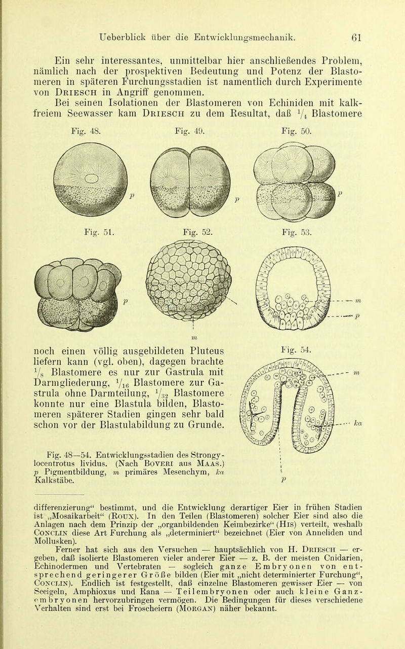 Ein sehr interessantes, unmittelbar hier anschließendes Problem, nämlich nach der prospektiven Bedeutung und Potenz der Blasto- meren in späteren Furchungsstadien ist namentlich durch Experimente von Driesch in Angriff genommen. Bei seinen Isolationen der Blastomeren von Echiniden mit kalk- freiem Seewasser kam Driesch zu dem Resultat, daß V4 Elastomere Fig. 48. Fig. 49. Fi^. 51. Fig. 52. noch einen völlig ausgebildeten Pluteus liefern kann (vgl. oben), dagegen brachte Vs Blastomere es nur zur Gastrula mit Darmgliederung, 7i6 Blastomere zur Ga- strula ohne Darmteilung, Blastomere konnte nur eine Blastula bilden, Blasto- meren späterer Stadien gingen sehr bald schon vor der Blastulabildung zu Grunde. Fig. 48—54. Entwicklungsstadien des Strongy- locentrotus lividus. (Nacli Bovert aus Maas.) p Pigmentbildung, m primäres Mesenchym, ka Kalkstäbe. Fig. 50. Fio-. 53. differenzierung bestimmt, und die Entwicklung derartiger Eier in frühen Stadien ist „Mosaikarbeit (Roux). In den Teilen (Blastomeren) solcher Eier sind also die Anlagen nach dem Prinzip der „organbildendeu Keimbezirke (His) verteilt, weshalb CoNCLiN diese Art Furchung als „determiniert bezeichnet (Eier von Anneliden und Mollusken). Ferner hat sich aus den Versuchen — hauptsächlich von H. Driesch — er- geben, daß isolierte Blastomeren vieler anderer Eier — z. B. der meisten Cnidarien, Echinodermen und Vertebraten — sogleich ganze Embryonen von ent- sprechend geringerer Größe bilden (Eier mit „nicht determinierter Furchung, CoxcLiN). Endlich ist festgestellt, daß einzelne Blastomeren gewisser Eier — von Seeigeln, Amphioxus und Rana — Teilembryonen oder auch kleine Ganz- em bryonen hervorzubringen vei^mögen. Die Bedingungen für dieses verschiedene Verhalten sind erst bei Froscheiern (MoRGAif) näher bekannt.