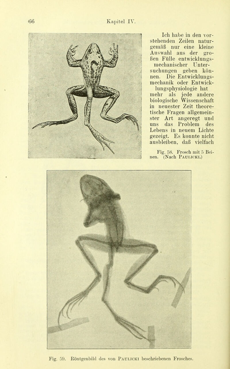 Ich habe in den vor- stehenden Zeilen natur- gemäß nur eine kleine Auswahl aus der gro- ßen Fülle entwicklungs- mechanischer Unter- suchungen geben kön- nen. Die Entwicklungs- mechanik oder Entwick- lungsphysiologie hat mehr als jede andere biologische Wissenschaft in neuester Zeit theore- tische Fragen allgemein- ster Art angeregt und uns das Problem des Lebens in neuem Lichte gezeigt. Es konnte nicht ausbleiben, daß vielfach Fig. 58. Frosch mit ö Bei- nen. (Nach Paulicki.) Fig. 59. Röntgenbild des von Paulicki beschriebenen Frosches. (