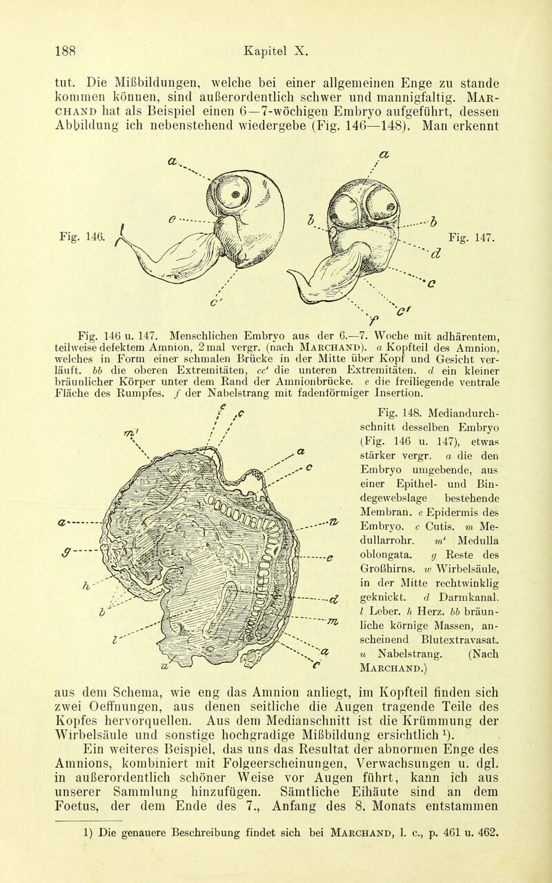 tut. Die Mißbildungen, welche bei einer allgemeinen Enge zu stände kommen können, sind außerordentlich schwer und mannigfaltig. Mar- chand hat als Beispiel einen 6—7-wöchigen Embryo aufgeführt, dessen Abbildung ich nebenstehend wiedergebe (Fig. 146—148). Man erkennt Fig. 146 u. 147. Menschlichen Embryo aus der 6.—7. Woche mit adhärentem, teilweise defektem Amnion, 2 mal vergr. (nach Marchand), a Kopf teil des Amnion, welches in Form einer schmalen Brücke in der Mitte über Kopf und Gesicht ver- läuft, bb die oberen Extremitäten, cc' die unteren Extremitäten, d ein kleiner bräunlicher Körper unter dem Eand der Amnionbrücke. e die freiliegende ventrale Fläche des Eumpfes. / der Nabelstrang mit fadenförmiger Insertion. Fig. 148. Mediandurch- schnitt desselben Embryo (Fig. 146 u. 147), etwas stärker vergr. a die den Embryo umgebende, aus einer Epithel- und Bin- degewebslage bestehende Membran, e Epidermis des Embryo, c Cutis, m Me- duUarrohr. m' Medulla oblongata. y Reste des Großhirns, w Wirbelsäule, in der Mitte rechtwinklig geknickt. d Darmkanal. l Leber, h Herz, bb bräun- liche körnige Massen, an- scheinend Blutextravasat. u Nabelstrang. (Nach Maechand.) aus dem Schema, wie eng das Amnion anliegt, im Kopfteil finden sich zwei Oeffnungen, aus denen seitliche die Augen tragende Teile des Kopfes hervorquellen. Aus dem Medianschnitt ist die Krümmung der Wirbelsäule und sonstige hochgradige Mißbildung ersichtlich Ein weiteres Beispiel, das uns das Resultat der abnormen Enge des Amnions, kombiniert mit Folgeerscheinungen, Verwachsungen u. dgl. in außerordentlich schöner Weise vor Augen führt, kann ich aus unserer Sammlung hinzufügen. Sämtliche Eihäute sind an dem Foetus, der dem Ende des 7., Anfang des 8. Monats entstammen 1) Die genauere Besehreibung findet sich bei Maechand, 1. c, p. 461 u. 462. I