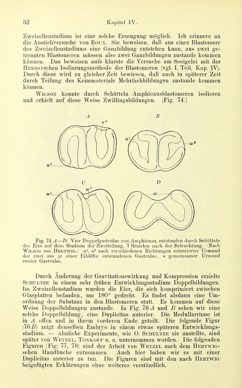 Zweizelleustadium ist eine solche Erzeugung möglich. Ich erinnere an die Anstichversuche von Roux. Sie beweisen, daß aus einer Elastomere des Zweizellenstadiums eine Ganzbildung entstehen kann, aus zwei ge- trennten Blastomeren müssen also zwei Ganzbildungen zustande kommen können. Das beweisen aufs klarste die Versuche am Seeigelei mit der HERBSTSchen Isolierungsmethode der Blastomeren (vgl. I. Teil, Kap. IV). Durch diese wird zu gleicher Zeit bewiesen, daß auch in späterer Zeit durch Teilung des Keimmaterials Mehrfachbildungen zustande kommen können. Wilson konnte durch Schütteln Amphioxusblastomeren isolieren und erhielt auf diese Weise Zwillingsbildungen. (Fig. 74.) A B Fig. 74 A—D. Vier Doppelgasti'ulae von Amjjhioxus, entstanden durch Schütteln des Eies auf dem Stadium der Zweiteilung, 7 Stunden nach der Befruchtung. (Nach Wilson aus Hertwig.) ?<i, u~ nach verschiedenen Eichtungen orientierter Urmund der zwei aus je einer Eiliälfte entstandenen Gastrulae. u gemeinsamer Urmund zweier Gastrulae. Durch Änderung der Gravitationswirkung und Kompression erzielte ScHULTZE in einem sehr frühen Entwicklungsstadium Doppelbildungen. Im Zweizellenstadium wurden die Eier, die sich komprimiert zwischen Glasplatten befanden, um 180 gedreht. Es findet alsdann eine Um- ordnung der Substanz in den Blastomeren statt. Es kommen auf diese Weise Doppelbildungen zustande. In Fig. IQA und B sehen wir eine solche Doppelbildung, eine Duplicitas anterior. Die Medullarrinne ist in A Olfen und in ihrem vorderen Ende geteilt. Die folgende Figur (765) zeigt denselben Embryo in einem etwas späteren Entwicklungs- stadium. — Ahnliche Experimente, wie 0. Schultze sie anstellte, sind später von Wetzel, Tonkoff u. a. unternommen worden. Die folgenden Figuren (Fig. 77, 78) sind der Arbeit von Wetzel nach dem Hebtwig- schen Handbuche entnommen. Auch hier haben wir es mit einer Duplicitas anterior zu tun. Die Figuren sind mit den nach Hertwig beigefügten Erklärungen ohne weiteres verständlich.