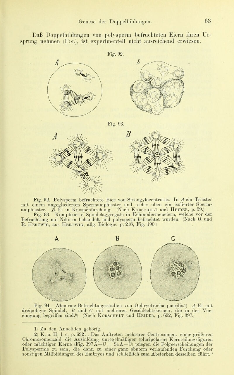 Daß Doppelbildungen von polysperm befruchteten Eiern ihren Ur- sprung nehmen (Fol), ist experimentell nicht ausreichend erwiesen. Fig. 92. Fig. 92. Polysperm befruchtete Eier von Strongylocentrotus. In A ein Triaster mit einem angegliederten Spermamphiaster und rechts oben ein isolierter Sperm- amphiaster. H Ei in Knospenfurchung. (Nach Koeschelt und Heider, p. 59.) Fig. 93. Komplizierte Spindelaggregate in Echinodermeneiern, welche vor der Befruchtung mit Nikotin behandelt und polysperm befruchtet wurden. (Nach 0. und R. Hertwig, aus Hertwig, allg. Biologie, p. 218, Fig. 190.) A B C Fig. 94. Abnorme Befruchtungsstadien von Ophryotrocha puerilis.i) A Ei mit dreipoliger Spindel, B und C mit mehreren Geschlechtskernen, die in der Ver- einigung begriffen sind.2) (Nach Korschelt und Heider, p. 692, Fig. 397.) 1) Zu den Anneliden gehörig. 2) K. u. H. 1. c. p. 692: ,,Das Auftreten mehrerer Centrosomen, einer größeren Chromosomenzahl, die Ausbildung unregelmäßiger (pluripolarer) Kernteilungsfiguren oder mächtiger Kerne (Fig. 397A—C = 9J:A—C) pflegen die Folgeerscheinungen der Polyspermie zu sein, die dann zu einer ganz abnorm verlaufenden Furchung oder sonstigen Mißbildungen des Embryos und schließlich zum Absterben desselben führt.