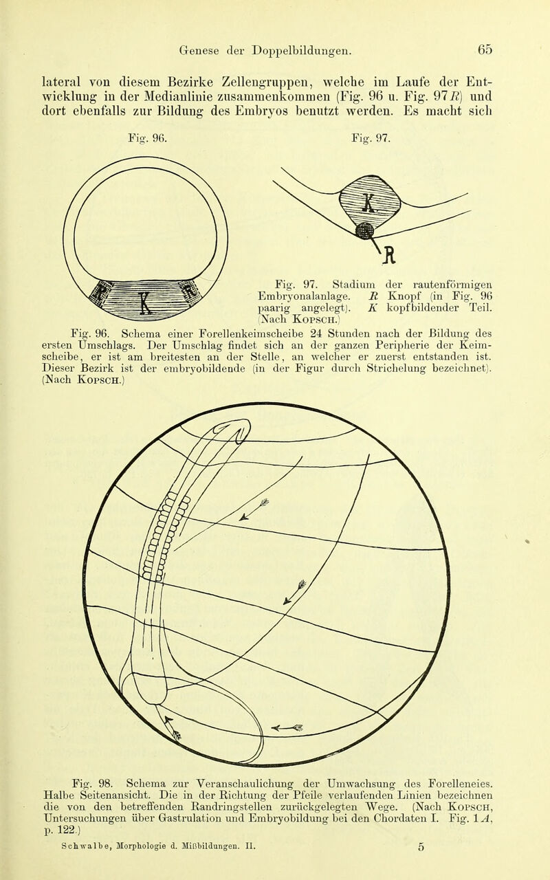 lateral von diesem Bezirke Zellengruppen, welche im Laufe der Ent- wicklung in der Medianlinie zusammenkommen (Fig. 96 u. Fig. 91R) und dort ebenfalls zur Bildung des Embryos benutzt werden. Es macht sich Fig. 96. Fig. 97. Fig. 96. Schema einer Forellenkeimscheibe 24 Stunden nach der Bildung des ersten Umschlags. Der Umschlag findet sich an der ganzen Peripherie der Keim- scheibe , er ist am breitesten an der Stelle, an welcher er zuerst entstanden ist. Dieser Bezirk ist der embryobildende (in der Figur durch Strichelung bezeichnet). (Nach KopsCH.) Fig. 98. Schema zur Veranschaulichung der Umwachsung des Forelleneies. Halbe Seitenansicht. Die in der Richtung der Pfeile verlaufenden Linien bezeichnen die von den betreffenden Randringstellen zurückgelegten Wege. (Nach Kopsch, Untersuchungen über Gastrulation und Embryobildung bei den Chordaten I. Fig. lA, p. 122.) Schwalbe, Morphologie d. Mißbildungen. II. 5