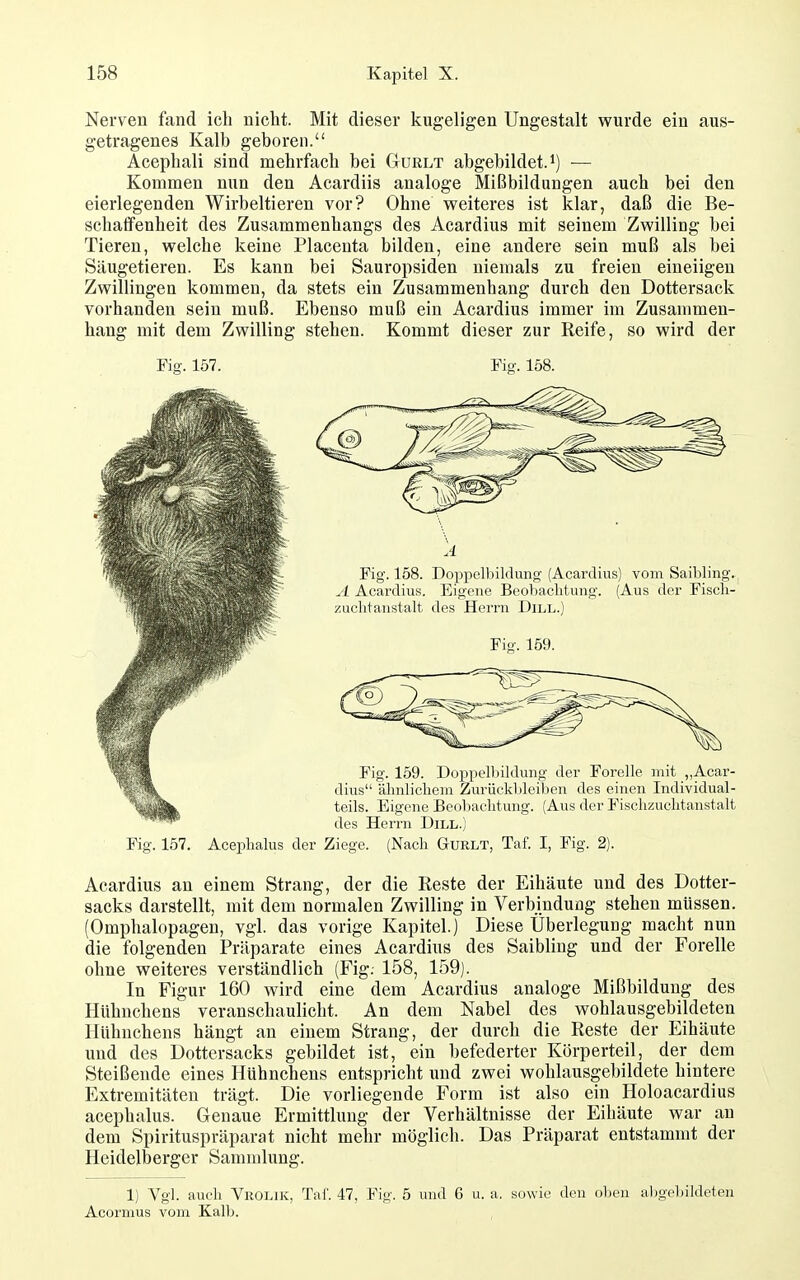 Nerven fand ich nicht. Mit dieser kugeligen Ungestalt wurde ein aus- getragenes Kalb geboren. Acephali sind mehrfach bei Gurlt abgebildet, i) — Kommen nun den Acardiis analoge Mißbildungen auch bei den eierlegenden Wirbeltieren vor? Ohne vpeiteres ist klar, daß die Be- schaffenheit des Zusammenhangs des Acardius mit seinem Zwilling bei Tieren, welche keine Placenta bilden, eine andere sein muß als bei Säugetieren. Es kann bei Sauropsiden niemals zu freien eineiigen Zwillingen kommen, da stets ein Zusammenhang durch den Dottersack vorhanden sein muß. Ebenso muß ein Acardius immer im Zusammen- hang mit dem Zwilling stehen. Kommt dieser zur Reife, so wird der Fig. 157. Fig. 158. Fig. 157. Aceplialus der Ziege. (Nacli Gurlt, Taf. I, Fig. 2). Acardius an einem Strang, der die Reste der Eihäute und des Dotter- sacks darstellt, mit dem normalen Zwilling in Verbindung stehen müssen. (Omphalopagen, vgl. das vorige Kapitel.) Diese Überlegung macht nun die folgenden Präparate eines Acardius des Saibling und der Forelle ohne weiteres verständlich (Fig. 158, 159). In Figur 160 wird eine dem Acardius analoge Mißbildung des Hühnchens veranschaulicht. An dem Nabel des wohlausgebildeten Hühnchens hängt an einem Strang, der durch die Reste der Eihäute und des Dottersacks gebildet ist, ein befederter Körperteil, der dem Steißende eines Hühnchens entspricht und zwei wohlausgebildete hintere Extremitäten trägt. Die vorliegende Form ist also ein Holoacardius acephalus. Genaue Ermittlung der Verhältnisse der Eihäute war an dem Spirituspräparat nicht mehr möglich. Das Präparat entstammt der Heidelberger Sammlung. 1) Vgl. aufli ViiOi.iK, Tai. 47, Fig. 5 und 6 u. a. sowie den oben al)gel)ildeten Acormus vom Kalb.