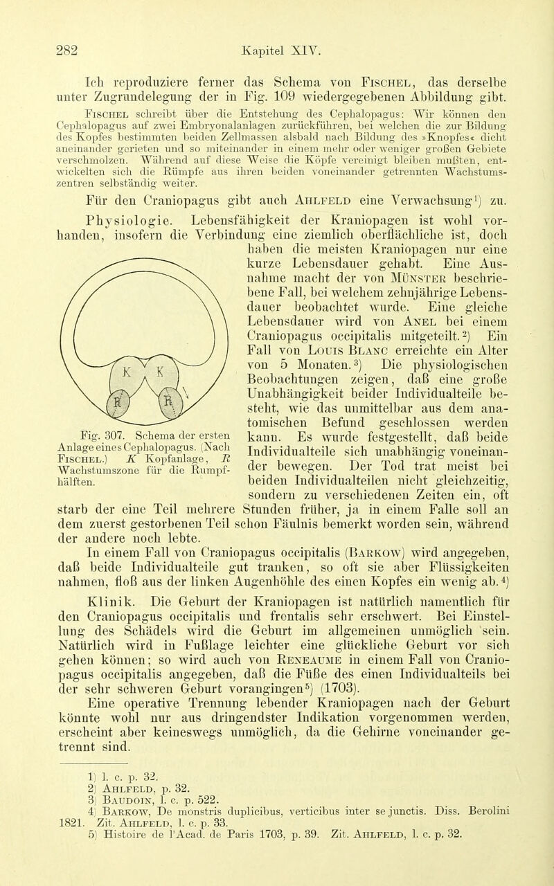 Ich reproduziere ferner das Schema von Fischel, das derselbe unter Zugrundelegung der in Fig. 109 wiedergegebenen Abbildung gibt. Fischel schreibt über die Entstehung des Cej)halopagus: Wir können den Cephalopagus auf zwei Embi'yonalanlagen zurückführen, bei welchen die zur Bildung des Kopfes bestimmten beiden Zellmassen alsbald nach Bildung des »Knopfes« dicht aneinander gerieten und so miteinander in einem mehr oder weniger großen Gebiete verschmolzen. Während auf diese Weise die Köjjfe vereinigt bleiben mußten, ent- wickelten sich die Rümpfe aus ihren beiden voneinander getrennten Wachstums- zentren selbständig weiter. Für den Craniopagus gibt auch Ahlfeld eine Verwachsung*) zu. Physiologie. Lebensfähigkeit der Kraniopagen ist wohl vor- handen, insofern die Verbindung eine ziemlich oberflächliche ist, doch haben die meisten Kraniopagen nur eine kurze Lebensdauer gehabt. Eine Aus- nahme macht der von Münster beschrie- bene Fall, bei welchem zehnjährige Lebens- dauer beobachtet wurde. Eine gleiche Lebensdauer wird von Anel bei einem Craniopagus occipitalis mitgeteilt. 2) Ein Fall von Louis Blanc erreichte ein Alter von 5 Monaten. 3) Die physiologischen Beobachtungen zeigen, daß eine große Unabhängigkeit beider Individualteile be- steht, wie das unmittelbar aus dem ana- tomischen Befund geschlossen werden kann. Es wurde festgestellt, daß beide Individualteile sich unabhängig voneinan- der bewegen. Der Tod trat meist bei beiden Individualteilen nicht gleichzeitig, sondern zu verschiedeneu Zeiten ein, oft starb der eine Teil mehrere Stunden früher, ja in einem Falle soll an dem zuerst gestorbenen Teil schon Fäulnis bemerkt worden sein, während der andere noch lebte. In einem Fall von Craniopagus occipitalis (Barkow) wird angegeben, daß beide Individualteile gut tranken, so oft sie aber Flüssigkeiten nahmen, floß aus der linken Augenhöhle des einen Kopfes ein wenig ab. Klinik. Die Geburt der Kraniopagen ist natürlich namentlich für den Craniopagus occipitalis und frontalis sehr erschwert. Bei Einstel- lung des Schädels wird die Geburt im allgemeinen unmöglich sein. Natürlich wird in Fußlage leichter eine glückliche Geburt vor sich gehen können; so wird auch von Eeneaume in einem Fall von Cranio- pagus occipitalis angegeben, daß die Füße des einen Individualteiis bei der sehr schweren Geburt vorangingen (1703). Eine operative Trennung lebender Kraniopagen nach der Geburt könnte wohl nur aus dringendster Indikation vorgenommen werden, erscheint aber keineswegs unmöglich, da die Gehirne voneinander ge- trennt sind. Fig. 307. Schema der ersten Anlage eines Cephaloi^agus. (Nach Fischel.) K Kopfanlage, B, Wachstumszone für die Rumpf- hälften. 1) 1. c. p. 32. 2) Ahlfeld, p. 32. 3) Baudoin, 1. c. p. 522. 4] Barkow, De monstris duplicibus. verticibus inter se junctis. Diss. Berolini 1821. Zit. Ahlfeld. 1. c. p. 33. 5) Histoire de l'Acad. de Paris 1703, p. 39. Zit. Ahlfeld, 1. c. p. 32.