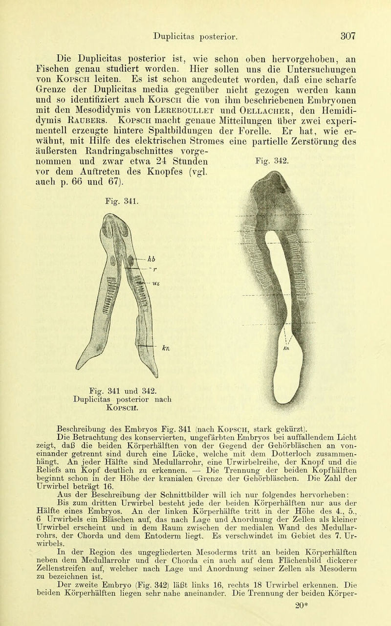 Die Duplicitas posterior ist, wie schon oben beryorgehoben, an Fischen genau studiert worden. Hier sollen uns die Untersuchungen von KopSCH leiten. Es ist schon angedeutet worden, daß eine scharfe Grenze der Duplicitas media gegenüber nicht gezogen werden kann und so identifiziert auch Kopsch die von ihm beschriebenen Embryonen mit den Mesodidymis von Lereboullet und Oellacher, den Hemidi- dymis Raubers. Kopsch macht genaue Mitteilungen über zwei experi- mentell erzeugte hintere Spaltbilduugen der Forelle. Er hat, wie er- wähnt, mit Hilfe des elektrischen Stromes eine partielle Zerstörung des äußersten Randringabschnittes vorge- Beschreibung des Embryos Fig. 341 (nach Kopsch, stark gekürzt). Die Betrachtung des konservierten, ungefärbten Embryos bei auffallendem Licht zeigt, daß die beiden Körperhälften von der Gegend der Gehörbläschen an von- einander getrennt sind durch eine Lücke, welche mit dem Dotterloch zusammen- hängt. An jeder Hälfte sind Medullarrohr, eine Urwirbelreihe, der Knopf und die Reliefs am Kopf deutlich zu erkennen. — Die Trennung der beiden Kopfhälften beginnt schon in der Höhe der kranialen Grenze der Gehörbläschen. Die Zahl der Urwii-bel beträgt 16. Aus der Beschreibung der Schnittbilder will ich nur folgendes hervorheben: Bis zum dritten Urwirbel besteht jede der beiden Körperhälften nur aus der Hälfte eines Embryos. An der linken Körperhälfte tritt in der Höhe des 4., 5., 6 Urwirbels ein Bläschen auf, das nach Lage und Anordnung der Zellen als kleiner Urwirbel erscheint und in dem Raum zwischen der medialen Wand des Medullar- rohrs, der Chorda und dem Entoderm liegt. Es verschwindet im Gebiet des 7. Ur- wirbels. In der Region des ungegliederten Mesoderms tritt an beiden Körperhälften neben dem Medullarrohr und der Chorda ein auch auf dem Fläclienbild dickerer Zellenstreifen auf, welcher nach Lage und Anordnung seiner Zellen als Mesoderm zu bezeichnen ist. Der zweite Embryo (Fig. 342) läßt links 16, rechts 18 Urwirbel erkennen. Die beiden Körperhälften liegen sehr nahe aneinander. Die Trennung der beiden Körper- 20*