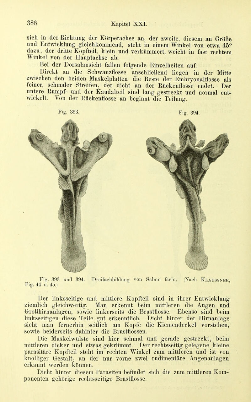 sich in der Richtung der Körperachse an, der zweite, diesem an Größe und Entwicklung gleichkommend, steht in einem Winkel von etwa 45° dazu; der dritte Kopfteil, klein und verkümmert, weicht in fast rechtem Winkel von der Hauptachse ab. Bei der Dorsalansicht fallen folgende Einzelheiten auf: Direkt an die Schwanzflosse anschließend liegen in der Mitte zwischen den beiden Muskelplatten die Reste der Embryonalflosse als feiner, schmaler Streifen, der dicht an der Rückenflosse endet. Der untere Rumpf- und der Kaudalteil sind lang gestreckt und normal ent- wickelt. Von der Rückenflosse an beginnt die Teilung. Fig. 393. Fig. 394. Fig. 393 und 394. Dreifaclibildung von Salmo fario. (Nach Klaussner, Fig. 44 u. 45.) Der linksseitige und mittlere Kopfteil sind in ihrer Entwicklung- ziemlich gleichwertig. Man erkennt beim mittleren die Augen und Großhirnanlagen, sowie linkerseits die Brustflosse. Ebenso sind beim linksseitigen diese Teile gut erkenntlich. Dicht hinter der Hirnanlage sieht man fernerhin seitlich am Kopfe die Kiemendeckel vorstehen, sowie beiderseits dahinter die Brustflossen. Die Muskelwülste sind hier schmal und gerade gestreckt, beim mittleren dicker und etwas gekrümmt. Der rechtsseitig gelegene kleine parasitäre Kopfteil steht im rechten Winkel zum mittleren und ist von knolliger Gestalt, an der nur vorne zwei rudimentäre Augenanlagen erkannt werden können. Dicht hinter diesem Parasiten befindet sich die zum mittleren Kom- ponenten gehörige rechtsseitige Brustflosse.