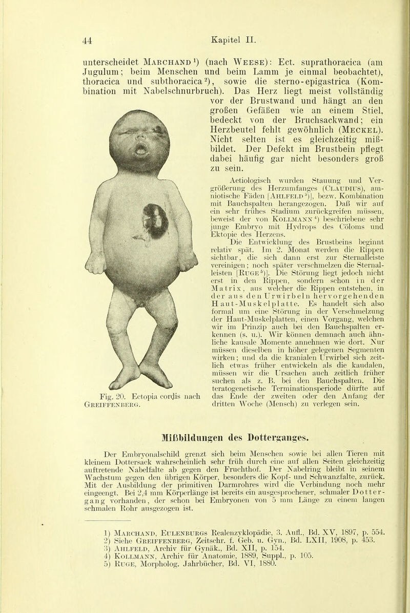 unterscheidet Marchand 1) (nach Weese): Ect. suprathoracica (am Jugulum; beim Menschen und beim Lamm je einmal beobachtet), thoracica und subthoracica, sowie die sterno-epigastrica (Kom- bination mit Nabelschnurbruch). Das Herz liegt meist vollständig vor der Brustwand und hängt an den großen Gefäßen wie an einem Stiel, bedeckt von der Bruchsackwand; ein Herzbeutel fehlt gewöhnlich (Meckel). Nicht selten ist es gleichzeitig miß- bildet. Der Defekt im Brustbein pflegt dabei häufig gar nicht besonders groß zu sein. Aetiologisch wurden Stauung und Ver- größerung des Herzumfanges (Claudius), am- niotische Fäden |Ahlfeld ')], bezw. Kombination mit Bauchspalten herangezogen. Daß wir auf ein sehr frühes Stadium zurücl?:greifen müssen, beweist der von KoLLMANisr^) beschriebene sehr junge Embryo mit Hydrops des Cöloms und Ektoi^ie des Herzens. Die Entwicklung des Brustbeins beginnt relativ spät. Im 2. Monat werden die Eippen sichtbar, die sich dann erst zur Sternalleiste vereinigen; noch später verschmelzen die Sternal- leisten [Ruge')|. Die Störung hegt jedoch nicht erst in den Rippen, sondern schon in der Matrix, aus welcher die Eippen entstehen, in der aus denUrwirbeln hervorgehenden Haut-Muskelplatte. Es handelt sich also formal um eine Störung in der Verschmelzung der Haut-Muskeli)latten, einen Vorgang, welchen wir im Prinzip auch bei den Bauchsi^alten er- kennen (s. u.). Wir können demnach auch ähn- liche kausale Momente annehmen wie dort. Niu' müssen diesellien in höher gelegenen Segmenten wirken; und da die kranialen Urwü-bel sich zeit- lich etwas früher entwickeln als die kaudalen, müssen wü- die Ursachen auch zeitlich früher suchen als z. B. bei den Bauchspalten. Die teratogenetische Terminationsperiode dürfte auf das Ende der zweiten oder den Anfang der dritten Woche (Mensch) zu verlegen sein. Mißbildungen des Dotterganges. Der Embryonalschild grenzt sich beim Menschen sowie bei allen Tieren mit klemem Dottersäck wahrscheinlich sehi- früh durch eine auf allen Seiten gleichzeitig auftretende Nabelfalte ab gegen den Fruchthof. Der Nabelring bleibt in semem Wachstum gegen den übrigen Körper, besonders die Kopf- und Schwanzfalte, zurück. Mit der Ausbildung der primitiven Darmrolu-es wird die Verbindung noch mehl- emgeengt. Bei 2,4 mm Körperlänge ist bereits ein ausgesprochener, schmaler Dotter- gang vorhanden, der schon bei Embryonen von 5 mm Länge zu einem langen schmalen Eohr ausgezogen ist. 1) Maächand, Eulenbuegs Eealenzyklopädie, 3. Aufl., Bd. XV, 1897, p. 554. 2) Siehe Geeiffenberg, Zeitschr. f. Geb. u. Gyn., Bd. LXII, 1908, p. 453. 3) Ahlfeld, Archiv für Gynäk., Bd. XII, p. 154. 4) Kollmann, Archiv für Anatomie, 1889, Suppl., p. 105. 5) Euge, Morpholog. Jahrbücher, Bd. VI, 1880.