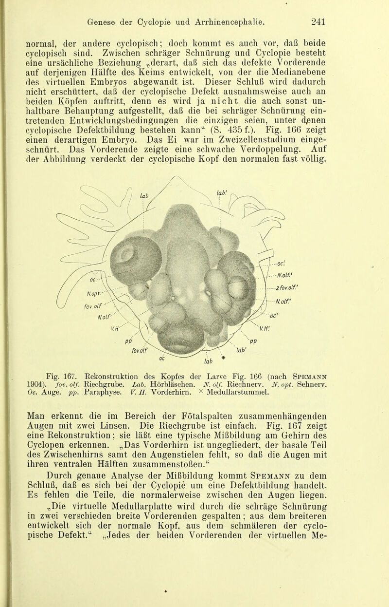 normal, der andere cyclopisch; doch kommt es auch vor, daß beide cyclopisch sind. Zwischen schräger Schnürung und Cyclopie besteht eine ursächliche Beziehung „derart, daß sich das defekte Vorderende auf derjenigen Hälfte des Keims entwickelt, von der die Medianebene des virtuellen Embryos abgewandt ist. Dieser Schluß wird dadurch nicht erschüttert, daß der cyclopische Defekt ausnahmsweise auch an beiden Köpfen auftritt, denn es wird ja nicht die auch sonst un- haltbare Behauptung aufgestellt, daß die bei schräger Schnürung ein- tretenden Entwicklungsbedingungen die einzigen seien, unter d,enen cyclopische Defektbildung bestehen kann (S. 435 f.). Fig. 166 zeigt einen derartigen Embryo. Das Ei war im Zweizellenstadium einge- schnürt. Das Vorderende zeigte eine schwache Verdoppelung. Auf der Abbildung verdeckt der cyclopische Kopf den normalen fast völlig. Fig. 167. Rekonstruktion des Kopfes der Larve Fig. 166 (nach Spemann 1904). fov. olf. Riechgrube. Lah. Hörbläschen. N. olf. Riechnerv. N. opt. Sehnerv. Oc. Auge. pp. Paraphyse. V. H. Vorderhirn, x Medullarstummel. Man erkennt die im Bereich der Fötalspalten zusammenhängenden Augen mit zwei Linsen. Die Riechgrube ist einfach. Fig. 167 zeigt eine Rekonstruktion; sie läßt eine typische Mißbildung am Gehirn des Cyclopen erkennen. „Das Vorderhirn ist ungegliedert, der basale Teil des Zwischenhirns samt den Augenstielen fehlt, so daß die Augen mit ihren ventralen Hälften zusammenstoßen. Durch genaue Analyse der Mißbildung kommt Spemann zu dem Schluß, daß es sich bei der Cyclopie um eine Defektbildung handelt. Es fehlen die Teile, die normalerweise zwischen den Augen liegen. „Die virtuelle Medullarplatte wird durch die schräge Schnürung in zwei verschieden breite Vorderenden gespalten; aus dem breiteren entwickelt sich der normale Kopf, aus dem schmäleren der cyclo- pische Defekt. „Jedes der beiden Vorderenden der virtuellen Me-