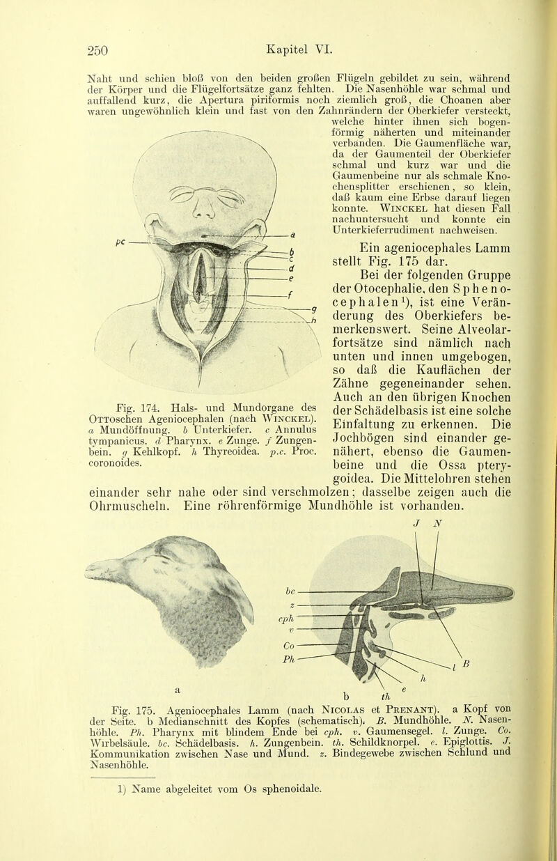 Naht und schien bloß von den beiden großen Flügeln gebildet zu sein, während der Körper und die Flügelfortsätze ganz fehlten. Die Nasenhöhle war schmal und auffallend kurz, die Apertura piriformis noch ziemlich groß, die Choanen aber waren ungewöhnlich klein und fast von den Zahnrändern der Oberkiefer versteckt, welche hinter ihnen sich bogen- förmig näherten und miteinander verbanden. Die Gaumenfläche war, da der Gaumenteil der Oberkiefer schmal und kurz war und die Gaumenbeine nur als schmale Kno- chensplitter erschienen, so klein, daß kaum eine Erbse darauf liegen konnte. Winckel hat diesen Fall nachuntersucht und konnte ein Unterkieferrudiment nachweisen. Ein ageniocephales Lamm stellt Fig. 175 dar. Bei der folgenden Gruppe der Otocephalie. den S p h e n o- cephalen^), ist eine Verän- derung des Oberkiefers be- merkenswert. Seine Alveolar- fortsätze sind nämlich nach unten und innen umgebogen, so daß die Kauflächen der Zähne gegeneinander sehen. Auch an den übrigen Knochen der Schädelbasis ist eine solche Einfaltung zu erkennen. Die Jochbögen sind einander ge- nähert, ebenso die Gaumen- beine und die Ossa ptery- goidea. Die Mittelohren stehen einander sehr nahe oder sind verschmolzen; dasselbe zeigen auch die Ohrmuscheln. Eine röhrenförmige Mundhöhle ist vorhanden. Fig. 174. Hals- und Mundorgane des ÜTTOschen Ageniocephalen (nach Winckel). a Mundöffnung, b Unterkiefer, c Annulus tympanicus. d Pharynx, e Zunge. / Zungen- bein, g Kehlkopf, h Thyreoidea, p.c. Proc. coronoides. b th Fig. 175. Ageniocephales Lamm (nach Nicolas et Prenant). a Kopf von der Seite, b Medianschnitt des Kopfes (schematisch). B. Mundhöhle. N. Nasen- höhle. Pli. Pharynx mit bUndem Ende bei cph. v. Gaumensegel, l. Zunge. Co. Wirbelsäule, bc. Schädelbasis, h. Zungenbein, th. Schildknorpel, c. Epigloltis. /. Kommunikation zwischen Nase und Mund. z. Bindegewebe zwischen Schlund und Nasenhöhle. 1) Name abgeleitet vom Os sphenoidale.