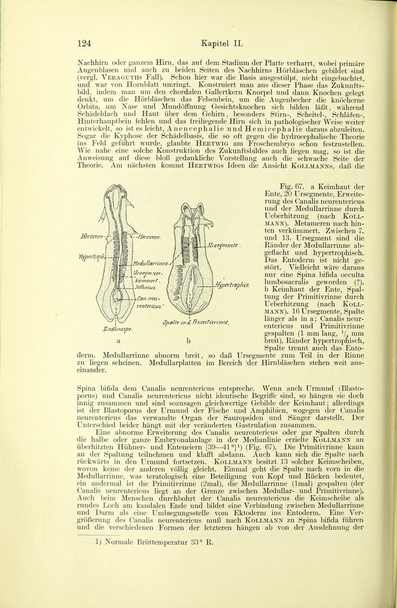 Nachhirn oder ganzem Hirn, das auf dem Stadium der Platte verharrt, wobei primäre Augenblasen und auch zu beiden Seiten des Nachhirns Hörbläschen gebildet sind (vergl. Veraguths Fall). Schon hier war die Basis ausgestülpt, nicht eingebuchtet, und war von Hornblatt umrmgt. Konstruiert man aus dieser Phase das Zukunfts- bild, indem man um den chordalen Gallertkern Knorpel und dann Knochen gelegt denkt, um die Hörbläschen das Felsenbein, um die Augenbecher die knöcherne Orbita, um Nase und Mundöffnung Gesichtsknochen sich büden läßt, während Schädeldach und Haut über dem Gehirn, besonders Stirn-, Scheitel-, Schläfen-, Hinterhauptbein fehlen und das freiliegende Hirn sich in pathologischer Weise weiter entwickelt, so ist es leicht, An enceph alle undHemicephalie daraus abzuleiten. Sogar die Kyphose der Schädelbasis, die so oft gegen die hydrocephalische Theorie ins Feld gefühi't wurde, glaubte Hertwig am Froschembryo schon festzustellen. Wie nahe eine solche Konstruktion des Zukunftsbildes auch liegen mag, so ist die Aiiweisung auf diese bloß gedankhche Vorstelliuig auch die schwache Seite der Theorie. Am nächsten kommt Hertwigs Ideen die Ansicht Kollmanns, daß die Fig. 67. a Keimhaut der Ente, 20 Ursegmente, Erweite- rung des Canalis neurentericus und der MeduUarrinne durch Ueberhitzung (nach Koll- mann). Metameren nach hin- ten verkümmert. Zwischen 7. und 13. Ursegment sind die Eänder der MeduUarrinne ab- geflacht und hypertrophisch. Das Entoderm ist nicht ge- stört. Vielleicht wäre daraus nur eine Spina bifida occulta lumbosacralis geworden (?). b Keimhaut der Ente, Spal- tung der Primitivrinne durch Ueberhitzung (nach Koll- mann). 16 Ursegmente, Spalte länger als in a; Canalis neur- entericus und Primitivrinne gespalten (1 mm lang, ^/^ mm breit), Eänder hypertrophisch, Spalte trennt auch das Ento- derm. MeduUarrinne abnorm breit, so daß Ursegmente zum Teil in der Einne zu Hegen scheinen. Medullarplatten im Bereich |der Hirnbläschen stehen weit aus- einander. Spina bifida dem Canalis neurentericus entspreche. Wenn auch Urmund (Blasto- porus) luid Canalis neurentericus nicht identische Begriffe sind, so hängen sie doch innig zusammen und sind sozusagen gleichwertige Gebilde der Keimhaut; allerdings ist der Blastoporus der Urmund der Fische und Amphibien, wogegen cler Canalis neurentericus das verwandte Organ der Sauropsiden und Säuger darstellt. Der Unterschied beider hängt mit der veränderten Gastrulation zusammen. Eine abnorme Erweiterung des Canahs neurentericus oder gar Spalten durch die halbe oder ganze Embiyonalanlage in der MedianHnie erzielte Kollmann an überhitzten Hühner- imd Enteneiern [39—41]^) (Fig. 67). Die Primitivrhine kann an der Spaltung teilnehmen und klafft alsdann. Auch kann sich die Spalte nach rückwärts in den Urmund fortsetzen. Kollmann besitzt 13 solcher Keimscheiben, wovon keine der anderen völhg gleicht. Einmal geht die Spalte nach vorn in die MeduUarrinne, was teratologisch eine Beteihgung von Kopf und Eücken bedeutet, ein andermal ist die Primitivi'inne (2mal), die MeduUarrinne (Imal) gespalten (der Canahs neurentericiis liegt an der Grenze zwischen Medullär- uncl Primitivrhine). Auch beim Menschen durchbohrt der Canahs neurentericus che Keimscheibe als rundes Loch am kaudalen Ende und bUdet eine Verbindung zwischen MeduUarrinne und Darm als eme Umbiegungsstelle vom Ektoderm ins Entoderm. Eine Ver- größerung des Canahs neurentericus muß nach Kollmann zu Spina bifida fühi-en und die verschiedenen Formen der letzteren hängen ab von der Ausdehnung der 1) Normale ßrüttemperatur 33 E.