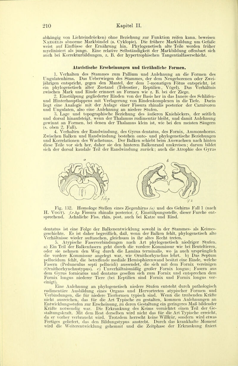 abhängig von Lichteindrücken) ohne Beziehung zur Funktion reifen kann, beweisen Naegelis abnorme Markbündel (s. Cyklopie). Die frühere Markbildung um Gefäße weist auf Einflüsse der Ernährung hin. Phylogenetisch alte Teile werden früher myelinisiert als junge. Eine relative Selbständigkeit der Markbildung offenbart sich auch bei Korrekturbildungen, z. B. der hypertrophischen Tangentialfaserschicht. Atavistische Erseheiimiig:en und tierähiiliche Formen. 1. Verhalten des Stammes zum Palhum und Anlehnung an die Formen des Ungulatenhirns. Das Ueberwiegen des Stammes, der dem Neugeborenen oder Zwei- jährigen entspricht, gegen den Mantel, der dem 7-monatigen Fötus entspricht, ist ein phylogenetisch alter Zustand (Teleostier, Eeptilien, Vögel). Das Verhältnis zwischen Mark und Rinde erinnert an Formen wie z. B. bei der Ziege. 2. Einstülpung gegliederter Binden von der Basis her in das Innere des Schläfen- und Hinterhauptlappens mit Verlagerung von Eindenkomplexen in die Tiefe. Darin liegt eine Analogie mit der Anlage einer Fissura rhinaUs posterior der Carnivoren und Ungulaten, also eine Anlehnung an niedere Stufen. 3. Lage und toi^ographische Beziehung des äußeren Kniehöckers, der seitlich und dorsal hinaufsteigt, wenn der Thalamus rudimentär bleibt, und damit Anlehnung gewinnt an Formen, bei denen der Thalamus klein ist, wie bei den meisten Säugern (s. oben 2. Fall). 4. Verhalten der Eandwindung, des Gyrus dentatus, des Fornix, Ammonshorns. Zwischen Balken und Bandwindung bestehen onto- und phylogenetische Beziehungen und Korrelationen des Wachstums. Der Balken schiebt beim Auswachsen nach hinten diese Teile vor sich her, daher sie den hinteren Balkenrand umkreisen; darum bildet sich der dorsal kaudale Teil der Eandwindung zurück; auch die Atrophie des Gyrus 6 Fig. 132. Homologe Stellen eines Ziegenhirns (a) und des Gehirns Fall 1 (nach H. Vogt), /.r./tp Fissura rhinaüs posterior, Einstülpungsstelle, dieser Furche ent- sprechend. Aehnliche Fiss. rhin. post. auch bei Katze und Rind. dentatus ist eine Folge der Balkenentmcklung sowohl in der Stammes- als Keimes- geschichte. Es ist daher begreiflich, daß, wenn der Balken fehlt, phylogenetisch alte Verhältnisse wieder auftauchen, gleichsam in ihr altes Eecht treten. 5. Atypische Faserverbindungen nach Art phylogenetisch niedriger Stufen, a) Ein Teil der Balkenfasern geht durch die vordere Kommissur wie bei Beuteltieren, oder sie nehmen den Weg durch die Lamina terminalis, wo ja auch ursprünglich die vordere Kommissur angelegt war, wie Ornithorhynchus lehrt, b) Das Septum pellucidum fehlt, die betreffende mediale Hemisphärenwand besitzt eine Binde, welche Fasern (Pedunculus septi pellucidi) aussendet, die sich mit dem Fornix veremigen (Ornithorhynchustypus). c) LTnverhältnismäßig großer Fornis longus; Fasern aus dem Gyrus fornicatus und dentatus gesellen sich zum Fornix und entsprechen dem Fornix longus niederer Tiere (bei Eeptilien sind Fornix und Fornix longus ver- einigt). Eüie Anlehnung an phylogenetisch niedere Stufen entsteht durch pathologisch rudimentäre Ausbildung eines Organs und Hervortreten atypischer Formen und Verbindungen, die für niedere Tierformen typisch sind. Wenn die treibenden Kräfte nicht ausreichen, das für die Art Typische zu gestalten, kommen Anlehnungen an Entwicklungsstufen zur Erscheinung, zu deren Gestaltung ein germgeres Maß bildender Kräfte notwendig war. Die Erkrankung des Keims vernichtet einen Teil der Ge- staltungskraft. Mit dem Best derselben wird nicht das für die Art Typische erreicht, da er vorher verbraucht wird. Trotzdem herrscht keine Willkür, sondern wird etwas Fertiges geliefert, das den Bildungstypus anstrebt. Durch das krankhafte Moment wird die Weiterentwicklung gehemmt und die Zeitphase der Erkrankung fixiert