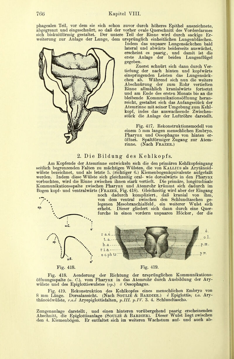 phagealen Teil, vor dem sie sich schon zuvor durch höheres Epithel auszeichnete, abgegrenzt und eingeschnürt, so daß der vorher ovale Querschnitt des Vorderdarmes sich biskuitförmig gestaltet. Der untere Teil der Rinne wird durch sackige Er- weiterung zur Anlage der Lunge, dem ursprünglich einheitlichen Lungenbläschen. Indem das unpaare Lungensäckchen bald lateral und abwärts beiderseits auswächst, erscheint es paarig, und damit ist die erste Anlage der beiden Lungenflügel gegeben. Zuerst schnürt sich dann durch Ver- tiefung der nach hinten und kopfwärts einspringenden Leisten das Lungensäck- chen ab. Während sich nun die weitere Abschnürung der zum Rohr vertieften Rinne allmählich kranialwärts fortsetzt und am Ende des ersten Monats bis an die bleibende Kommunikationsöffnung heran- reicht, gestaltet sich das Anfangsstück der Atemrinne mit seiner Umgebung zum Kehl- kopf, indes das auswachsende Zwischen- stück die Anlage der Luftröhre darstellt. Fig. 417. Rekonstruktionsmodell von einem 5 mm langen menschlichen Embryo. Pharynx und Oesophagus von hinten er- öffnet. Spaltförmiger Zugang zur Atem- rinne. (Nach Frazer.) 2. Die Bildung des Kehlkopfs. Am Kopfende der Atemrinne entwickeln sich die den primären Kehlkopfeingang seitlich begrenzenden Falten zu mächtigen Wülsten, die von Kalliüs als Arytänoid- wülste bezeichnet, und als letzte 5. (richtiger 6.) Kiemenbogenäquivalente aufgefaßt werden. Indem diese Wülste sich gleichzeitig oral- wie dorsalwärts in den Pharynx vorbuchten, wird die Rinne zwischen ihnen stark vertieft. Die primäre, longitudinale Kommunikationsspalte zwischen Pharynx und Atemrohr krümmt sich dadurch im Bogen köpf- und ventralwärts (Feazer, Fig. 418). Gleichzeitig wird aber der Eingang noch dadurch kompliziert, daß kranial von ihm, 7*. von dem ventral zwischen den Schlundtaschen ge- legenen Mesobranchialfeld, ein weiterer Wulst sich 'P' *• erhebt. Dieser gliedert sich dann durch eine Quer- furche in einen vordem unpaaren Höcker, der die U.C. 0' \ r a.e.--4 t.a \ b.a--- r.i.a. i.e. \ 0 c.ph tr o Fig. 418. Fig. 419. Fig. 418. Aenderung der Richtung der ursprünglichen Kommunikations- öffnungsspalte (u. C), vom Pharynx in das Atemrohr durch Ausbildung der Ary- wülste und des Epiglottiswulstes {ep.) ö Oesophagus. Fig. 419. Rekonstruktion des Kehlkopfes eines menschlichen Embryo von 8 mm Länge. Dorsalansicht. (Nach Soülie & Bardier.) £ Epiglottis, t.a. Ary- thänoidwülste, r.a.e Aryepiglottisfalten, p.JII. p.IV. 3. 4. Schlundtascho. Zungenanlage darstellt, und einen hinteren vorübergehend paarig erscheinenden Abschnitt, die Epiglottisanlage (Soulie & Bardier). Dieser Wulst Hegt zwischen den 4. Kiemenbögen. Er entfaltet sich im weiteren Wachstum auf- und auch ab-