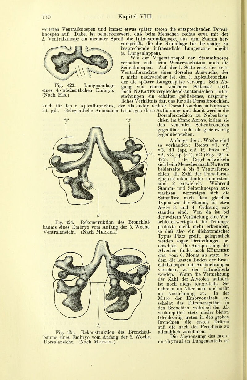 Fig. 423. Lungenanlage eines 4-wöchentlichen Embryo. (Nach His.) weiteren Ventralknospen und immer etwas später treten die entsprechenden Dorsal- knospen auf. Dabei ist bemerkenswert, daß beim Menschen rechts etwa mit der 2. Ventralknospe ein medialer Sproß, die Infracardialknospe, aus dem Stamm her- vorsprießt, die die Grundlage für die später zu besprechende infracardiale Lungenzone abgibt (s. Lungenlappen). Wie der Vegetationspol der Stammknospe verhalten sich beim Weiterwachstum auch die Seitenknospen. Auf der 1. Seite zeigt der erste Ventralbronchus einen dorsalen Auswuchs, der r. nicht nachweisbar ist, den 1. Apicalbronchus, der die spätere Lungenspitze versorgt. Sein Ab- gang von einem ventralen Seitenast stellt nach Naraths vergleichend-anatomischen Unter- suchungen ein erhalten gebliebenes, ursprüng- Hches Verhältnis dar, das für alle Dorsalbronchien, auch für den r. Apicalbronchus, der als erster rechter Dorsalbronchus aufzufassen ist, gilt. Gelegentliche Anomalien bestätigen diese Auffassung und damit werden die Dorsalbronchien zu Nebenbron- chien im Sinne Aebys, indem sie den ventralen Seitenbronchien gegenüber nicht als gleichwertig gegenüberstehen. Anfangs der 5. Woche sind so vorhanden: Eechts vi, v2, v3, dl (ap), d2, if, links vi, v2, v3, ap (dl), d2 (Fig. 424 u. 425). In der Regel entwickeln sich beim Menschen nach Närath beiderseits 4 bis 5 Ventralbron- chien, die Zahl der Dorsalbron- chien ist inkonstanter, mindestens sind 2 entwickelt. Während Stamm- und Seitenknospen aus- wachsen, verzweigen sich die Seitenäste nach dem gleichen Typus wie der Stamm, bis etwa Aeste 3. und 4. Ordnung ent- standen sind. Von da ist bei der weitern Verästelung eine Ver- schiedenwertigkeit der Teilungs- prolukte nicht mehr erkennbar, so daß also ein dichotomischer Typus Platz greift, gelegentlich werden sogar Dreiteilungen be- obachtet. Die Aussprossung der Alveolen findet nach Kölliker erst vom 6. Monat ab statt, in- dem die letzten Enden der Bron- chialknospen mit Ausbuchtungen versehen, zu den Infundibula werden. Wann die Vermehrung der Zahl der Alveolen aufhört, ist noch nicht festgestellt. Sie nehmen im Alter mehr und mehr an Ausdehnung zu. In der Mitte der Embryonalzeit er- scheint das Flimmerepithel in den Bronchien, während das Al- veolarepithel stets nieder bleibt. Gleichzeitig treten in den großen Bronchien die ersten Drüsen auf, die nach der Peripherie zu Fig. 425. Rekonstruktion des Bronchial- allmählich zunehmen, baums eines Embryo vom Anfang der 5. Woche. Die Abgrenzung des m es - Dorsalansicht. (Nach Merkel.) en chymalen Lungenanteils ist Fig. 424. Rekonstruktion des Bronchial- baums eines Embryo vom Anfang der 5. Woche. Ventralansicht. (Nach Merkel.)