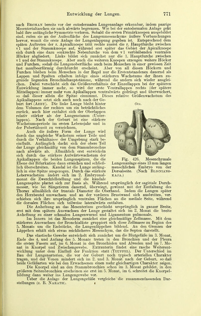 nach BßOMÄN bereits vor der entodermalen Lungenanlage erkennbar, indem paarige Mesenterialtaschen sie nach abwärts begrenzen. Wie bei der entodermalen Anlage geht bald ihre anfängliche Symmetrie verloren. Sobald die ersten Primärknospen ausgebildet sind, rufen sie an der Außenfläche des Lungenmesenchyms äußere Vorbauchungen hervor, womit die erste Anlage der Lungenlappung gegeben ist. Entsprechend dem späten Auftreten der r. Apicalknospe tritt rechts zuerst die r. Hauptfurche zwischen vi und der Stammknospe auf, während erst später das Gebiet der Apicalknospe sich durch eine dazu senkrechte Nebenfurche von dem v 1 verbleibenden ventralen Höcker abgliedert. Links bildet sich zunächst nur die 1. Hauptfurche zwischen V1 und der Stammknospe. Aber auch die weiteren Knospen erzeugen weitere Höcker und Furchen, sodaß die Lungenoberfläche auch beim Menschen in einer gewissen Zeit fast maulbeerförmig durchfurcht erscheint. Aber von all diesen Höckern und Furchen bleiben beim Menschen in der Eegel nur die Erstentstandenen dauernd als Lappen und Spalten erhalten infolge eines stärkeren Wachstums der ihnen zu- grunde liegenden Bronchialhauptstämme, während die andern sich wieder ausglei- chen. Dabei verschiebt sich das Größenverhältnis der Einzellappen bei der späteren Entwicklung immer mehr, so wird der erste Ventrallappen rechts (der spätere Mittellappen) immer mehr vom Apikallappen ventralwärts gedrängt und überwuchert, so daß dieser allein die Spitze einnimmt. Dieses relative Größenwachstum des Apikallappens setzt sich auch noch nach der Ge- burt fort (Aeby). Die linke Lunge bleibt hinter Oes. dem Volumen der rechten um ein beträchtliches zurück, auch hier entfaltet sich der Oberlappen relativ stärker als der Lungenstamm (Unter- lappen). Nach der Geburt ist eine stärkere Wachstumsperiode im ersten Lebensjahr und in der Pubertätszeit zu verzeichnen. Auch die äußere Form der Lunge wird durch das ungleiche Wachstum seiner Teile imd durch die Verhältnisse der Umgebung stark be- einflußt. Anfänglich dacht sich der obere Teil der Lunge gleichmäßig von dem Stammbronchus nach abwärts ab. Allmählich erst entwickeln sich durch das stärkere Aufwärtswachstum der Apikallappen die beiden Lungenspitzen, die die Fig. 426. Mesenchymale Ebene der Bifurkation dann erreichen und schließ- Lungenanlage eines 13 mm langen lieh überschreiten. Kaudal ist die Lunge anfäng- menschlichen Embryo von der lieh in eine Spitze ausgezogen. Durch das stärkere Dorsalseite. (Nach Blisnians- Leberwachstum ändert sich im 2. Embryonal- KAJA.) monat die Zwerchfellstellung und die kaudale Lungenspitze plattet sich zur Basis ab. Während ursprünglich der sagittale Durch- messer, wie bei Säugetieren dauernd, überwiegt, gewinnt mit der Entfaltung des Thorax allmählich der frontale Diameter die Oberhand. Indem die Lungen später den Herzbeutel umwachsen und an der vorderen Brustwand sich ausbreiten, ver- schieben sich ihre ursprünglich ventralen Flächen an die mediale Seite, während die dorsalen Flächen sich teilweise lateralwärts entfalten. Die Anheftung an das Mesenterium geschieht ursprünglich in ganzer Breite, erst mit dem spätem Auswachsen der Lunge gestaltet sich im 2. Monat die breite Anheftung zu einer schmalen Lungenwurzel und Ligamentum pulmonale. Im Innern ist das Mesoderm zunächst eine gleichmäßige Zellmasse. Mit dem stärkeren Auswachsen der Bronchialäste gruppiert sich diese Zellmasse zu Beginn des 5. Monats um die Endstücke, die Lungenläppchen bildend. An den Grenzen der Läppchen erhält sich etwas reichlicheres Mesenchym, das die Septeu darstellt. Das elastische Gewebe entwickelt sich zunächst um die Blutgefäße im 3. Monat, Ende des 4. und Anfang des 5. Monats treten in den Bronchien und der Pleura die ersten Fasern auf, im 6. Monat in den Bronchiolen und Alveolen und im 7. Mo- nat in Knorpel und Zwischen^ewebe. Extrauterin findet eine rasche Weiterent- wicklung unter dem Einfluß der Funktion statt (Tetjffel). Der Unterschied im Bau der Lungenarterien, die vor der Geburt noch typisch arteriellen Charakter tragen, und der Venen mindert sich im 2. und 3. Monat nach der Geburt, so daß beide Gefäßarten wie bei den Erwachsenen einen mehr gleichartigen Charakter zeigen. Die Knorpel sind an den Stammbronchien schon im 3. Monat gebildet, in den größeren Seitenbronchien erscheinen sie erst im 5. Monat, im 6. schreitet die Knorpel- bildung dann weiter ins Lungengewebe vor. Ueber die Anlage der Lungengefäße vergleiche die zusammenfassenden Dar- stellungen (z. B. Naeath). <