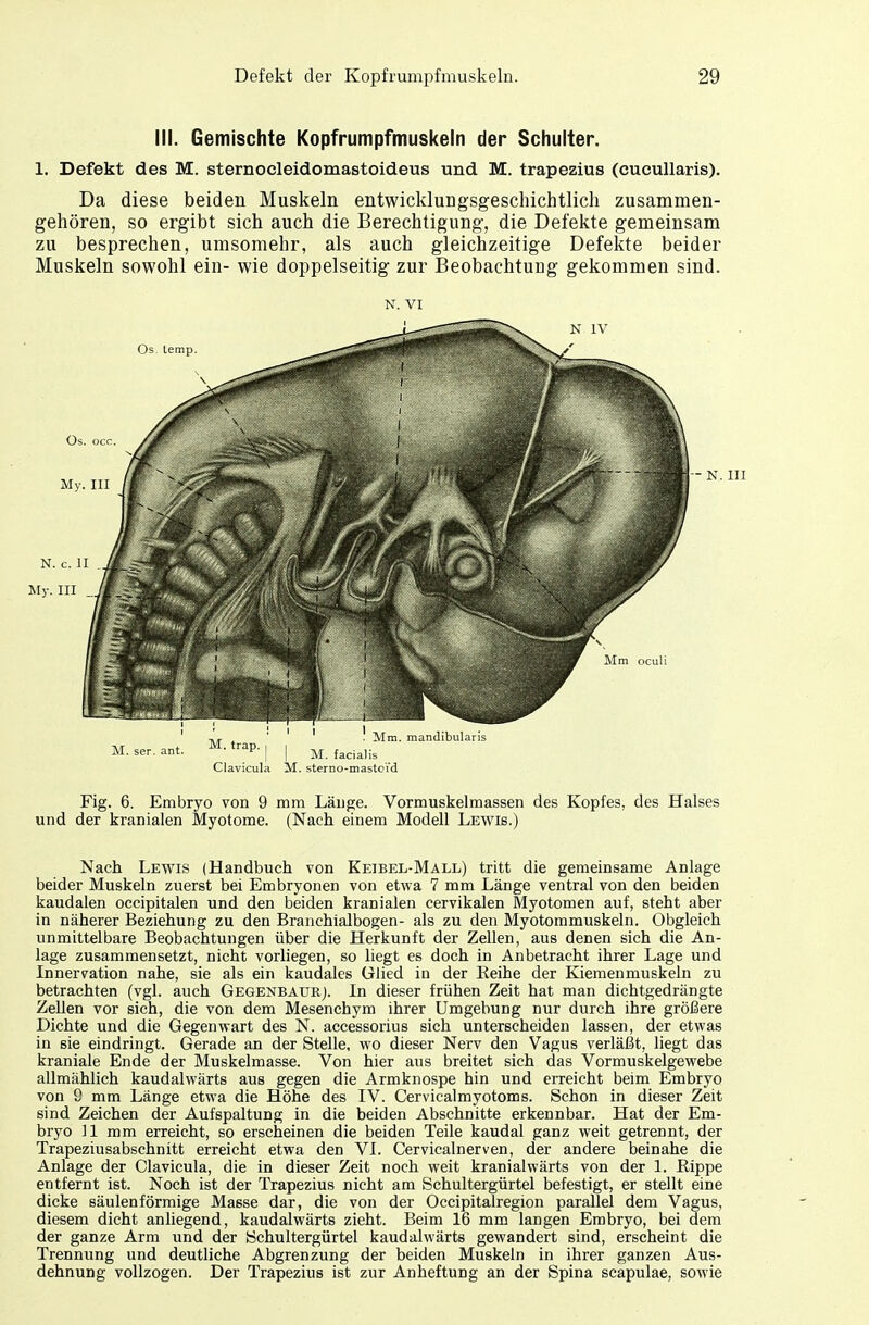 III. Gemischte Kopfrumpfmuskeln der Schulter. 1. Defekt des M. sternocleidomastoideus und M. trapezius (cucullaris). Da diese beiden Muskeln entwicklungsgeschichtlich zusammen- gehören, so ergibt sich auch die Berechtigung, die Defekte gemeinsam zu besprechen, umsomehr, als auch gleichzeitige Defekte beider Muskeln sowohl ein- wie doppelseitig zur Beobachtung gekommen sind. N. vi M.ser.ant. M. trap. | | M fadaHs Clavicula M. sterno-mastci'd Fig. 6. Embryo von 9 mm Länge. Vormuskelmassen des Kopfes, des Halses und der kranialen Myotome. (Nach einem Modell Lewis.) Nach Lewis (Handbuch von Keibel-Mall) tritt die gemeinsame Anlage beider Muskeln zuerst bei Embryonen von etwa 7 mm Länge ventral von den beiden kaudalen occipitalen und den beiden kranialen cervikalen Myotomen auf, steht aber in näherer Beziehung zu den Branchialbogen- als zu den Myotommuskeln. Obgleich unmittelbare Beobachtungen über die Herkunft der Zellen, aus denen sich die An- lage zusammensetzt, nicht vorliegen, so liegt es doch in Anbetracht ihrer Lage und Innervation nahe, sie als ein kaudales Glied in der Keihe der Kiemenmuskeln zu betrachten (vgl. auch Gegenbauk). In dieser frühen Zeit hat man dichtgedrängte Zellen vor sich, die von dem Mesenchym ihrer Umgebung nur durch ihre größere Dichte und die Gegenwart des N. accessorius sich unterscheiden lassen, der etwas in sie eindringt. Gerade an der Stelle, wo dieser Nerv den Vagus verläßt, liegt das kraniale Ende der Muskelmasse. Von hier aus breitet sich das Vormuskelgewebe allmählich kaudalwärts aus gegen die Armknospe hin und erreicht beim Embryo von 9 mm Länge etwa die Höhe des IV. Cervicalmyotoms. Schon in dieser Zeit sind Zeichen der Aufspaltung in die beiden Abschnitte erkennbar. Hat der Em- bryo 11 mm erreicht, so erscheinen die beiden Teile kaudal ganz weit getrennt, der Trapeziusabschnitt erreicht etwa den VI. Cervicalnerven, der andere beinahe die Anlage der Clavicula, die in dieser Zeit noch weit kranialwärts von der 1. Bippe entfernt ist. Noch ist der Trapezius nicht am Schultergürtel befestigt, er stellt eine dicke säulenförmige Masse dar, die von der Occipitalregion parallel dem Vagus, diesem dicht anliegend, kaudalwärts zieht. Beim 16 mm langen Embryo, bei dem der ganze Arm und der Schultergürtel kaudalwärts gewandert sind, erscheint die Trennung und deutliche Abgrenzung der beiden Muskeln in ihrer ganzen Aus- dehnung vollzogen. Der Trapezius ist zur Anheftung an der Spina scapulae, sowie