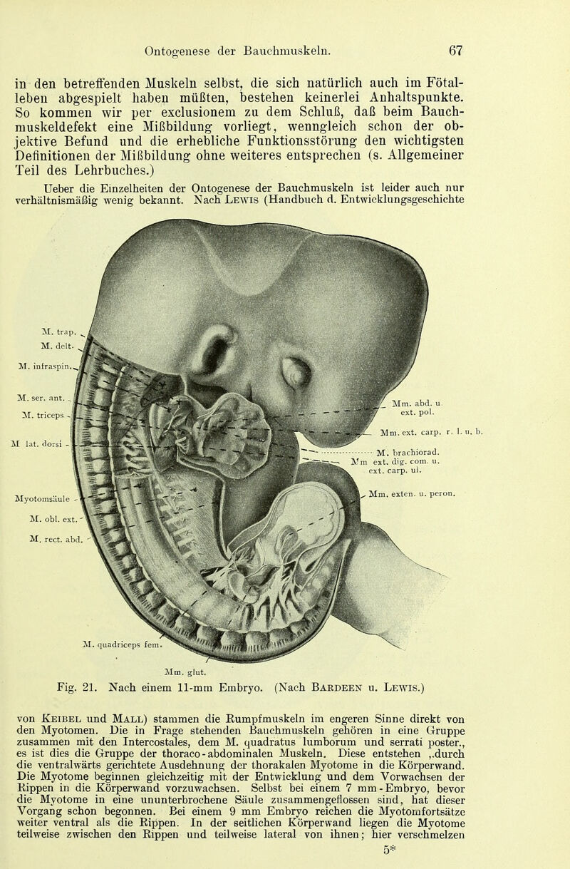 in den betreffenden Muskeln selbst, die sich natürlich auch im Fötal- leben abgespielt haben müßten, bestehen keinerlei Anhaltspunkte. So kommen wir per exclusionem zu dem Schluß, daß beim Bauch- muskeldefekt eine Mißbildung vorliegt, wenngleich schon der ob- jektive Befund und die erhebliche Funktionsstörung den wichtigsten Definitionen der Mißbildung ohne weiteres entsprechen (s. Allgemeiner Teil des Lehrbuches.) Ueber die Einzelheiten der Ontogenese der Bauchmuskeln ist leider auch nur verhältnismäßig wenig bekannt. Nach Lewis (Handbuch d. Entwicklungsgeschichte Mm. glut. Fig. 21. Nach einem 11-mm Embryo. (Nach Bardeen u. Lewis.) von Keibel und Mall) stammen die Rumpfmuskeln im engeren Sinne direkt von den Myotomen. Die in Frage stehenden Bauchmuskeln gehören in eine Gruppe zusammen mit den Intercostales, dem M. quadratus lumborum und serrati poster., es ist dies die Gruppe der thoraco - abdominalen Muskeln. Diese entstehen ,.durch die ventralwärts gerichtete Ausdehnung der thorakalen Myotome in die Körperwand. Die Myotome beginnen gleichzeitig mit der Entwicklung und dem Vorwachsen der Bippen in die Körperwand vorzuwachsen. Selbst bei einem 7 mm-Embryo, bevor die Myotome in eine ununterbrochene Säule zusammengeflossen sind, hat dieser Vorgang schon begonnen. Bei einem 9 mm Embryo reichen die Myotomfortsätze weiter ventral als die Rippen. In der seitlichen Körperwand liegen die Myotome teilweise zwischen den Rippen und teilweise lateral von ihnen; hier verschmelzen 5*