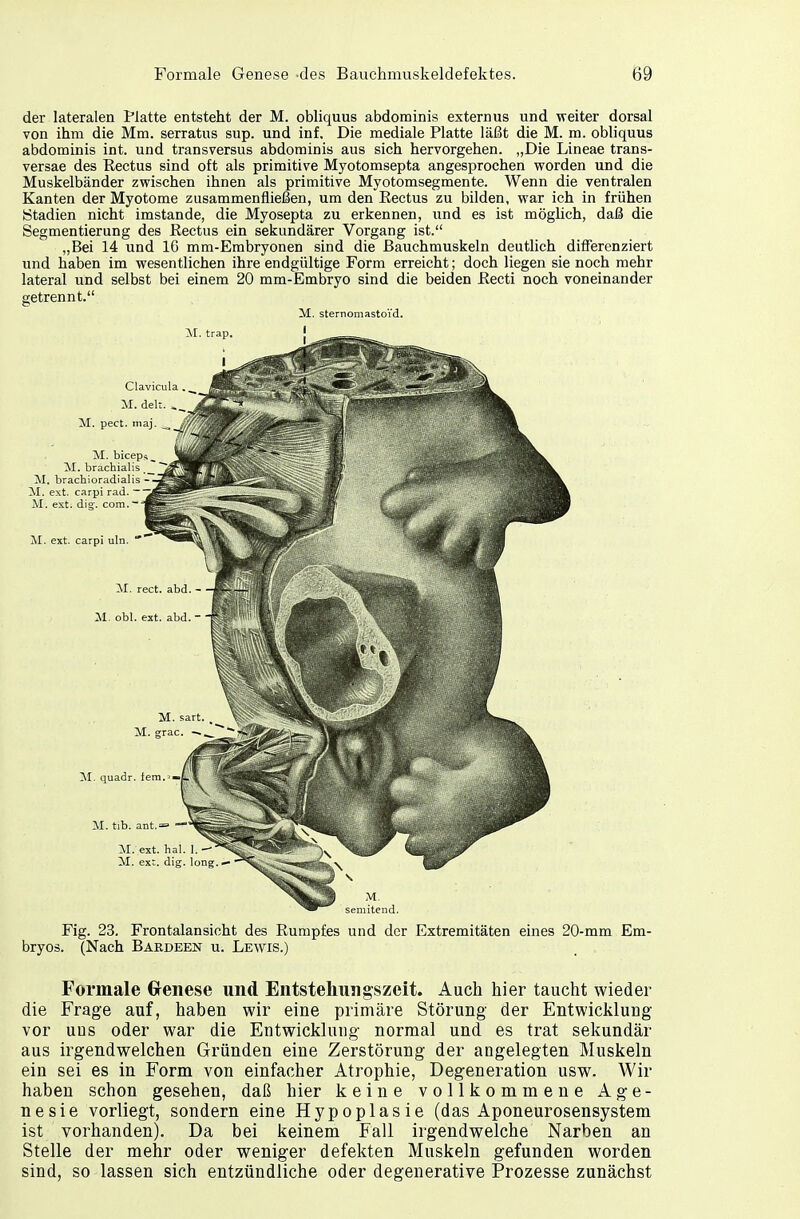 der lateralen Platte entsteht der M. obliquus abdominis externus und weiter dorsal von ihm die Mm. serratus sup. und inf. Die mediale Platte läßt die M. m. obliquus abdominis int. und transversus abdominis aus sich hervorgehen. „Die Lineae trans- versae des Rectus sind oft als primitive Myotomsepta angesprochen worden und die Muskelbänder zwischen ihnen als primitive Myotomsegmente. Wenn die ventralen Kanten der Myotome zusammenfließen, um den Rectus zu bilden, war ich in frühen Stadien nicht imstande, die Myosepta zu erkennen, und es ist möglich, daß die Segmentierung des Rectus ein sekundärer Vorgang ist. „Bei 14 und 16 mm-Embryonen sind die Bauchmuskeln deutlich differenziert und haben im wesentlichen ihre endgültige Form erreicht; doch liegen sie noch mehr lateral und selbst bei einem 20 mm-Embryo sind die beiden Recti noch voneinander getrennt. M. sternomastoVd. Fig. 23. Frontalansicht des Rumpfes und der Extremitäten eines 20-mm Em- bryos. (Nach Bardeen u. Lewis.) Formale Genese und Entstellungszeit. Auch hier taucht wieder die Frage auf, haben wir eine primäre Störung der Entwicklung vor uns oder war die Entwicklung normal und es trat sekundär aus irgendwelchen Gründen eine Zerstörung der angelegten Muskeln ein sei es in Form von einfacher Atrophie, Degeneration usw. Wir haben schon gesehen, daß hier keine vollkommene Age- nesie vorliegt, sondern eine Hypoplasie (das Aponeurosensystem ist vorhanden). Da bei keinem Fall irgendwelche Narben an Stelle der mehr oder weniger defekten Muskeln gefunden worden sind, so lassen sich entzündliche oder degenerative Prozesse zunächst