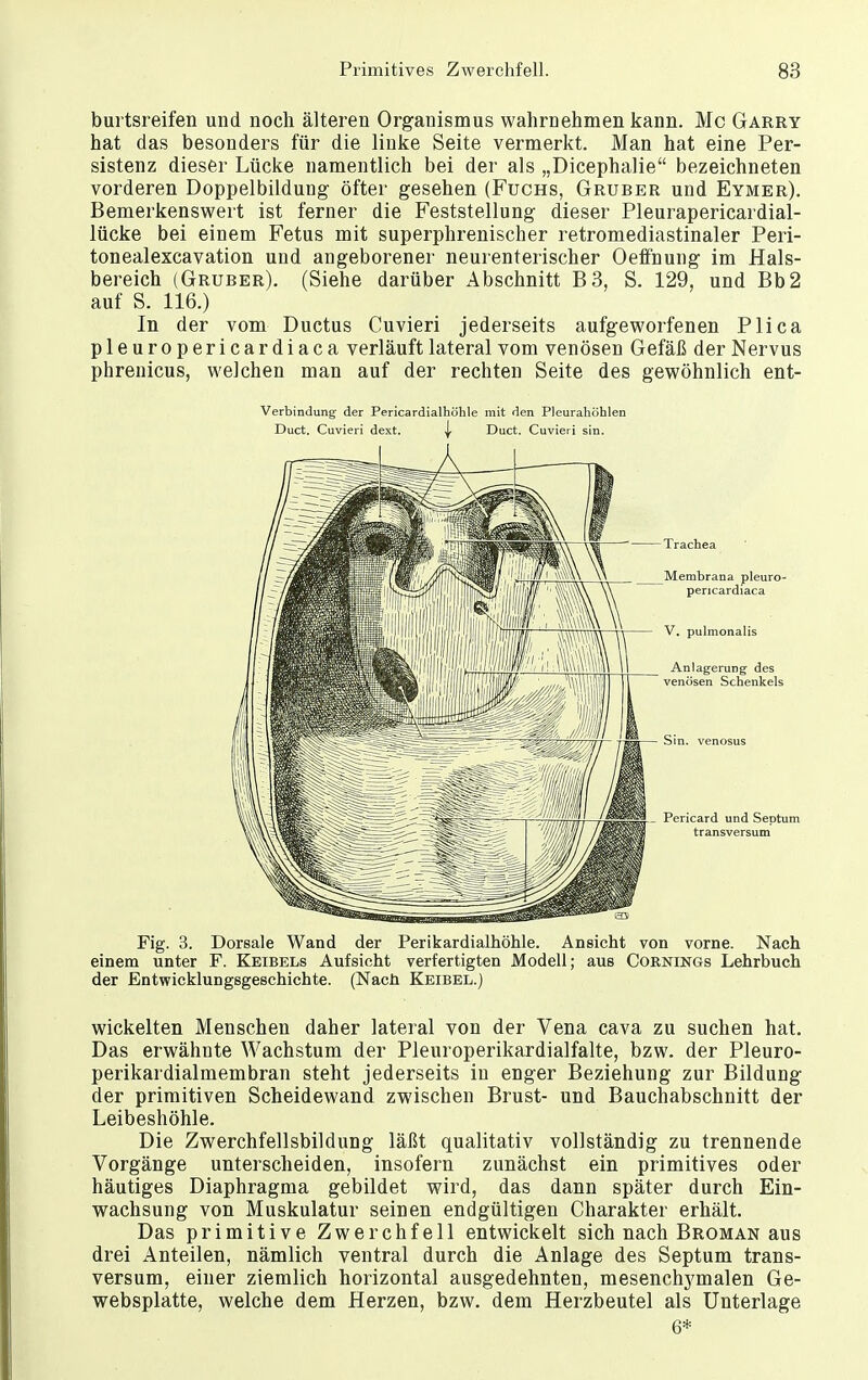 burtsreifen und noch älteren Organismus wahrnehmen kann. Mc Garry hat das besonders für die linke Seite vermerkt. Man hat eine Per- sistenz dieser Lücke namentlich bei der als „Dicephalie bezeichneten vorderen Doppelbildung öfter gesehen (Fuchs, Gruber und Eymer). Bemerkenswert ist ferner die Feststellung dieser Pleurapericardial- lücke bei einem Fetus mit superphrenischer retromediastinaler Peri- tonealexcavation und angeborener neurenterischer Oeffnung im Hals- bereich (Gruber). (Siehe darüber Abschnitt B3, S. 129, und Bb2 auf S. 116.) In der vom Ductus Cuvieri jederseits aufgeworfenen Plica pleuropericardiaca verläuft lateral vom venösen Gefäß der Nervus phrenicus, welchen man auf der rechten Seite des gewöhnlich ent- Verbindung der Pericardialhöhle mit den Pleurahöhlen Duct, Cuvieri dext. j- Duct. Cuvieri sin. Fig. 3. Dorsale Wand der Perikardialhöhle. Ansicht von vorne. Nach einem unter F. Keibels Aufsicht verfertigten Modell; aus Cornings Lehrbuch der Entwicklungsgeschichte. (Nach Keibel.) wickelten Menschen daher lateral von der Vena cava zu suchen hat. Das erwähnte Wachstum der Pleuroperikardialfalte, bzw. der Pleuro- perikardialmembran steht jederseits in enger Beziehung zur Bildung der primitiven Scheidewand zwischen Brust- und Bauchabschnitt der Leibeshöhle. Die Zwerchfellsbildung läßt qualitativ vollständig zu trennende Vorgänge unterscheiden, insofern zunächst ein primitives oder häutiges Diaphragma gebildet wird, das dann später durch Ein- wachsung von Muskulatur seinen endgültigen Charakter erhält. Das primitive Zwerchfell entwickelt sich nach Broman aus drei Anteilen, nämlich ventral durch die Anlage des Septum trans- versum, einer ziemlich horizontal ausgedehnten, mesenchymalen Ge- websplatte, welche dem Herzen, bzw. dem Herzbeutel als Unterlage 6*