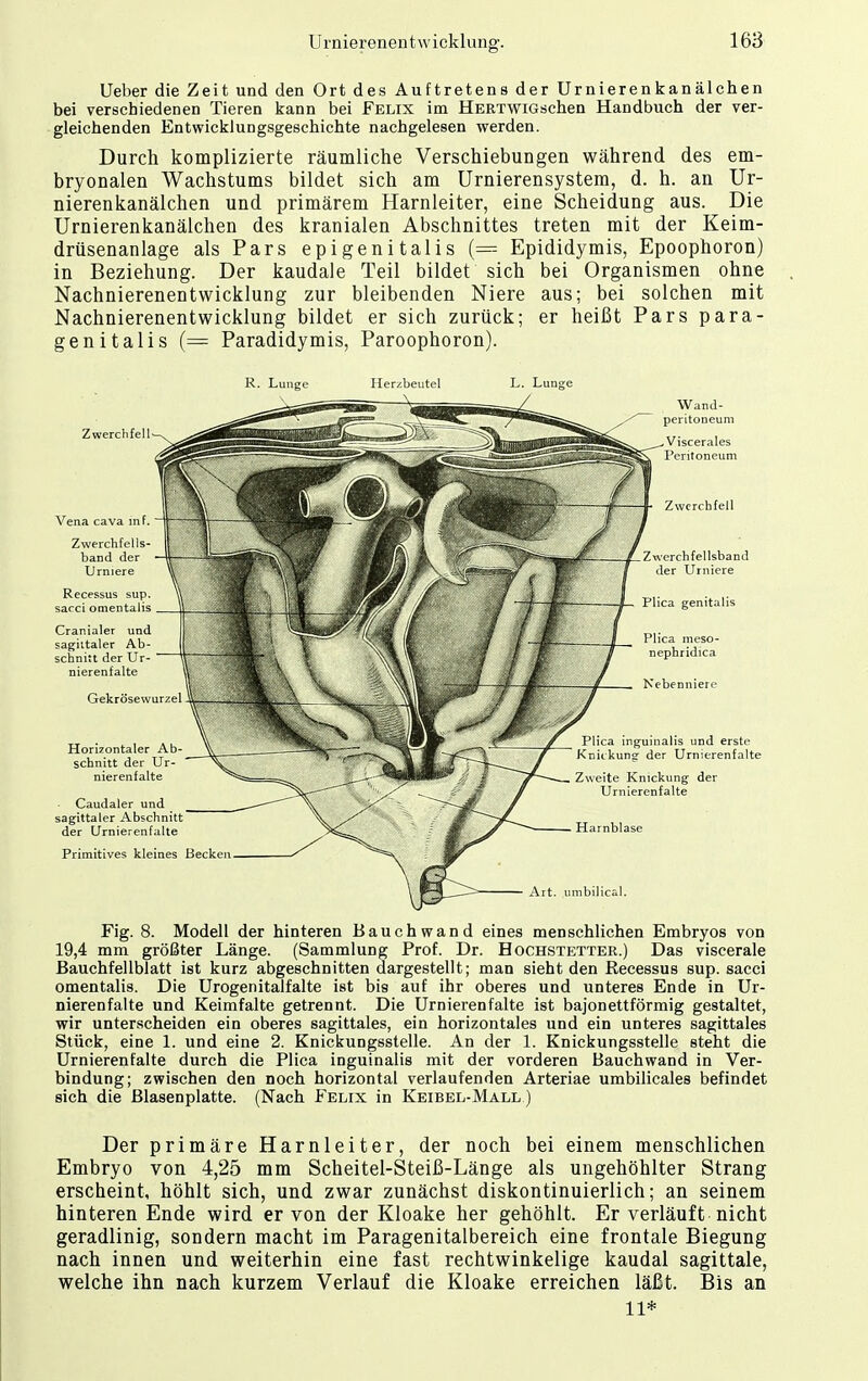 Ueber die Zeit und den Ort des Auftretens der Urnierenkanälchen bei verschiedenen Tieren kann bei Felix im HERTWiGschen Handbuch der ver- gleichenden Entwicklungsgeschichte nachgelesen werden. Durch komplizierte räumliche Verschiebungen während des em- bryonalen Wachstums bildet sich am Urnierensystem, d. h. an Ur- nierenkanälchen und primärem Harnleiter, eine Scheidung aus. Die Urnierenkanälchen des kranialen Abschnittes treten mit der Keim- drüsenanlage als Pars epigenitalis (= Epididymis, Epoophoron) in Beziehung. Der kaudale Teil bildet sich bei Organismen ohne Nachnierenentwicklung zur bleibenden Niere aus; bei solchen mit Nachnierenentwicklung bildet er sich zurück; er heißt Pars para- genitalis (= Paradidymis, Paroophoron). R. Lunge Herzbeutel L. Lunge Zwerchfell Vena cava in f.  Zwerchfells- band der - Urniere Recessus sup. sacci omentalis . Cranialer und sagittaler Ab- schnitt der Ur- nierenfalte Gekrösewurzel Horizontaler Ab schnitt der Ur- nierenfalte Caudaler und sagittaler Abschnitt der Urnierenfalte Primitives kleines Becken Zwerchfellsband der Urniere Plica genitalis Plica meso- nephridica Nebenniere Plica inguinalis und erste Knickung der Urnierenfalte Zweite Knickung der Urnierenfalte Harnblase Art. umbilical. Fig. 8. Modell der hinteren Bauchwand eines menschlichen Embryos von 19,4 mm größter Länge. (Sammlung Prof. Dr. Hochstetter.) Das viscerale Bauchfellblatt ist kurz abgeschnitten dargestellt; man sieht den Recessus sup. sacci omentalis. Die Urogenitalfalte ist bis auf ihr oberes und unteres Ende in Ur- nierenfalte und Keimfalte getrennt. Die Urnierenfalte ist bajonettförmig gestaltet, wir unterscheiden ein oberes sagittales, ein horizontales und ein unteres sagittales Stück, eine 1. und eine 2. Knickungsstelle. An der 1. Knickungsstelle steht die Urnierenfalte durch die Plica inguinalis mit der vorderen Bauchwand in Ver- bindung; zwischen den noch horizontal verlaufenden Arteriae umbilicales befindet sich die Blasenplatte. (Nach Felix in Keibel-Mall.) Der primäre Harnleiter, der noch bei einem menschlichen Embryo von 4,25 mm Scheitel-Steiß-Länge als ungehöhlter Strang erscheint, höhlt sich, und zwar zunächst diskontinuierlich; an seinem hinteren Ende wird er von der Kloake her gehöhlt. Er verläuft nicht geradlinig, sondern macht im Paragenitalbereich eine frontale Biegung nach innen und weiterhin eine fast rechtwinkelige kaudal sagittale, welche ihn nach kurzem Verlauf die Kloake erreichen läßt. Bis an 11*