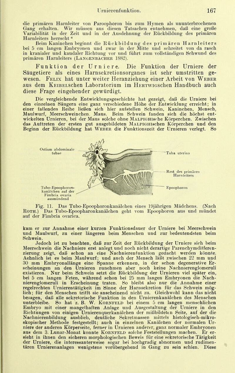 die primären Harnleiter von Paroophoron bis zum Hymen als ununterbrochenen Gang erhalten. Wir müssen aus diesen Tatsachen entnehmen, daß eine große Variabilität in der Zeit und in der Ausdehnung der Rückbildung des primären Harnleiters herrscht  Beim Kaninchen beginnt die Rückbildung des primären Harnleiters bei 5 cm langen Embryonen und zwar in der Mitte und schreitet von da rasch in kranialer und kaudaler Richtung vor und führt zum vollständigen Schwund des primären Harnleiters (LangenbAcher 1882). Funktion der Urniere. Die Funktion der Urniere der Säugetiere als eines Harnsekretionsorganes ist sehr umstritten ge- wesen. Felix hat unter weiter Heranziehung einer Arbeit von Weber aus dem KEiBELSchen Laboratorium im HERTwiGSchen Handbuch auch diese Frage eingehender gewürdigt. Die vergleichende Entwicklungsgeschichte hat gezeigt, daß die Urniere bei den einzelnen Säugern eine ganz verschiedene Höhe der Entwicklung erreicht; in einer fallenden Reihe ließen sich hier aufstellen Schwein, Kaninchen, Mensch, Maulwurf, Meerschweinchen. Maus. Beim Schwein fanden sich die höchst ent- wickelten Urnieren, bei der Maus solche ohne MALPiGHische Körperchen. Zwischen das Auttreten der ersten gut ausgebildeten MALPiGHischen Körperchen und den Beginn der Rückbildung hat Weber die Funktionszeit der Urnieren verlegt. So ausmündend Fig. 11. Das Tubo-Epoophoronkanälchen eines 19jährigen Mädchens. (Nach Roth.) Das Tubo-Epoopharonkanälchen geht vom Epoophoron aus und mündet auf der Fimbria ovarica. kam er zur Annahme einer kurzen Funktionsdauer der Urniere bei Meerschwein und Maulwurf, zu einer längeren beim Menschen und zur bedeutendsten beim Schwein. Jedoch ist zu beachten, daß zur Zeit der Rückbildung der Urniere sich beim Meerschwein die Nachniere erst anlegt und noch nicht derartige Parenchymditferen- zierung zeigt, daß schon an eine Nachnierenfunktion gedacht werden könnte. Aehnlich ist es beim Maulwurf; und auch der Mensch läßt zwischen 22 mm und 30 mm Embryonallänge eine Spanne erkennen, in der schon degenerative Er- scheinungen an den Urnieren zunehmen aber noch keine Nachnierenglomeruli existieren. Nur beim Schwein setzt die Rückbildung der Urnieren viel später ein, bei 5 cm langen Feten, während schon bei 25 mm langen Embryonen die Nach- nierenglomeruli in Erscheinung traten. So bleibt also nur die Annahme einer regelrechten Urnierentätigkeit im Sinne der Harnsekretion für das Schwein mög- lich; für den Menschen trifft sie anscheinend nicht zu. Gleichwohl kann das nicht besagen, daß alle sekretorische Funktion in den Urnierenkanälchen des Menschen unterbleibe. So hat z. B. W. Kornfeld bei einem 5 cm langen menschlichen Embryo mit einer mangelhaften Anlage und Ausgestaltung der Urniere in den Richtungen von einigen Urnierenquerkanälchen der mißbildettn Seite, auf der die Nachnierenbildung ausblieb, deutliche Sekretmassen mittels histologisch-mikro- skopischer Methode festgestellt; auch in einzelnen Kanälchen der normalen Ur- niere der anderen Körperseite, ferner in Urnieren anderer, ganz normaler Embryonen aus dem 3. Lunar-Monat konnte Kornfeld solche Feststellungen machen. Er er- sieht in ihnen den sicheren morphologischen Beweis für eine sekretorische Tätigkeit der Urniere, die interessanterweise sogar bei hochgradig abnormen und rudimen- tären Urnieren anlagen wenigstens vorübergehend in Gang zu sein schien. Diese