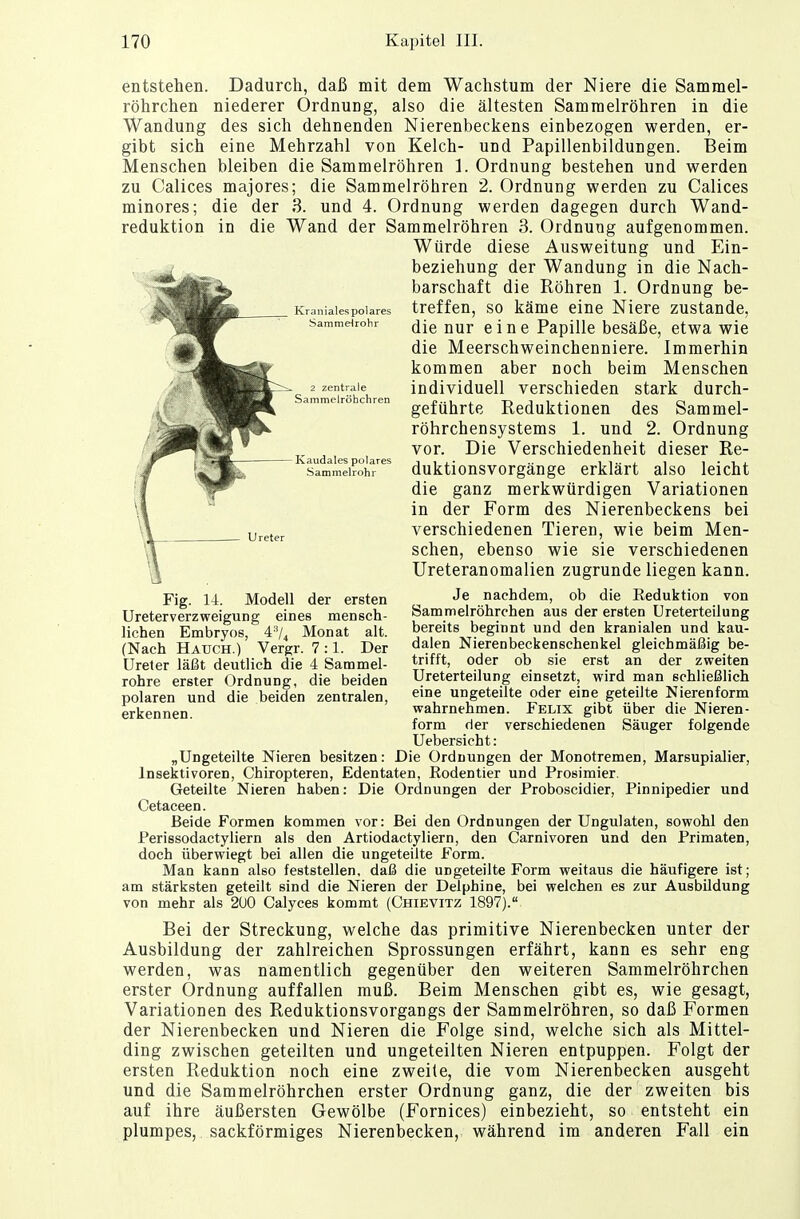 entstehen. Dadurch, daß mit dem Wachstum der Niere die Sammel- röhrchen niederer Ordnuüg, also die ältesten Samraelröhren in die Wandung des sich dehnenden Nierenbeckens einbezogen werden, er- gibt sich eine Mehrzahl von Kelch- und Papillenbildungen. Beim Menschen bleiben die Sammelröhren 1. Ordnung bestehen und werden zu Calices majores; die Sammelröhren 2. Ordnung werden zu Calices minores; die der 3. und 4. Ordnung werden dagegen durch Wand- reduktion in die Wand der Sammelröhren 3. Ordnung aufgenommen. Würde diese Ausweitung und Ein- beziehung der Wandung in die Nach- barschaft die Röhren 1. Ordnung be- treffen, so käme eine Niere zustande, die nur eine Papille besäße, etwa wie die Meerschweinchenniere. Immerhin kommen aber noch beim Menschen individuell verschieden stark durch- geführte Reduktionen des Sammel- röhrchensystems 1. und 2. Ordnung vor. Die Verschiedenheit dieser Re- duktionsvorgänge erklärt also leicht die ganz merkwürdigen Variationen in der Form des Nierenbeckens bei verschiedenen Tieren, wie beim Men- schen, ebenso wie sie verschiedenen Ureteranomalien zugrunde liegen kann. Je nachdem, ob die Keduktion von Sammelröhrchen aus der ersten Unterteilung bereits beginnt und den kranialen und kau- dalen Nierenbeckenschenkel gleichmäßig be- trifft, oder ob sie erst an der zweiten Ureterteilung einsetzt, wird man schließlich eine ungeteilte oder eine geteilte Nierenform wahrnehmen. Felix gibt über die Nieren- form der verschiedenen Säuger folgende Uebersicht: „Ungeteilte Nieren besitzen: Die Ordnungen der Monotremen, Marsupialier, Insektivoren, Chiropteren, Edentaten, Bodentier und Prosimier. Geteilte Nieren haben: Die Ordnungen der Proboscidier, Pinnipedier und Cetaceen. Beide Formen kommen vor: Bei den Ordnungen der Ungulaten, sowohl den Perissodactyliern als den Artiodactyliern, den Carnivoren und den Primaten, doch überwiegt bei allen die ungeteilte Form. Man kann also feststellen, daß die ungeteilte Form weitaus die häufigere ist; am stärksten geteilt sind die Nieren der Delphine, bei welchen es zur Ausbildung von mehr als 200 Calyces kommt (Chievitz 1897). Bei der Streckung, welche das primitive Nierenbecken unter der Ausbildung der zahlreichen Sprossungen erfährt, kann es sehr eng werden, was namentlich gegenüber den weiteren Sammelröhrchen erster Ordnung auffallen muß. Beim Menschen gibt es, wie gesagt, Variationen des Reduktionsvorgangs der Sammelröhren, so daß Formen der Nierenbecken und Nieren die Folge sind, welche sich als Mittel- ding zwischen geteilten und ungeteilten Nieren entpuppen. Folgt der ersten Reduktion noch eine zweite, die vom Nierenbecken ausgeht und die Sammelröhrchen erster Ordnung ganz, die der zweiten bis auf ihre äußersten Gewölbe (Fornices) einbezieht, so entsteht ein plumpes, sackförmiges Nierenbecken, während im anderen Fall ein Fig. 14. Modell der ersten Ureterverzweigung eines mensch- lichen Embryos, 43/4 Monat alt. (Nach Hauch.) Vergr. 7 :1. Der Ureter läßt deutlich die 4 Sammel- rohre erster Ordnung, die beiden polaren und die beiden zentralen, erkennen.