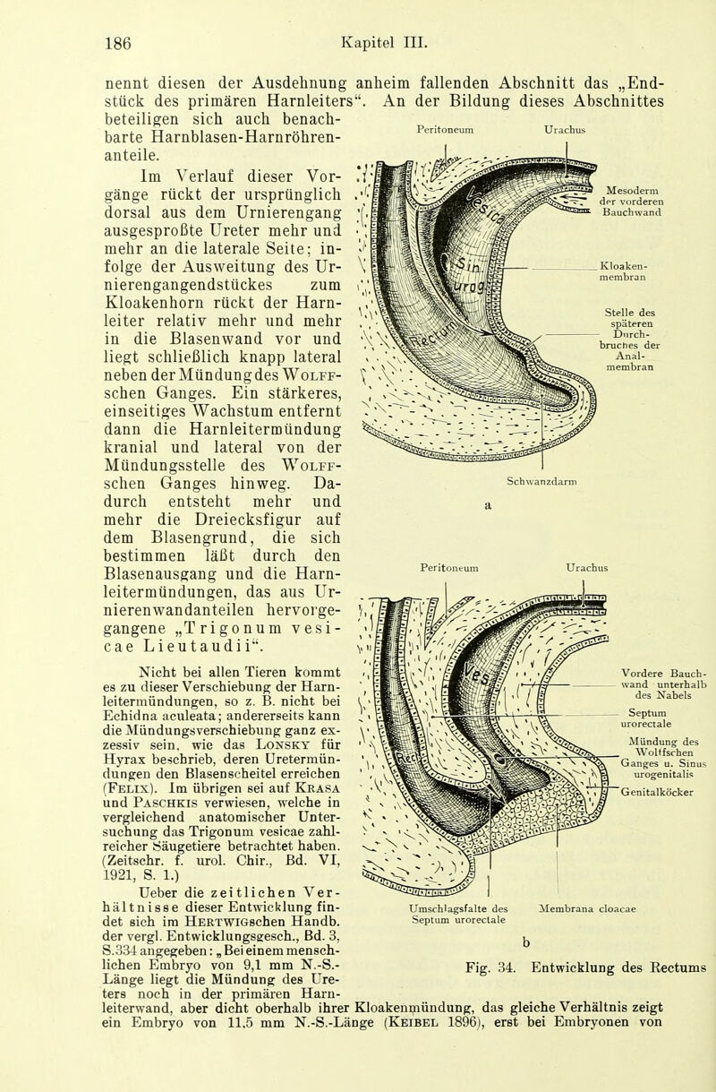 Peritoneum Urachus Mesoderm der vorderen Bauchwand Schwan zdarni nennt diesen der Ausdehnung anheim fallenden Abschnitt das „End- stück des primären Harnleiters. An der Bildung dieses Abschnittes beteiligen sich auch benach- barte Harnblasen-Harnröhren- anteile. Im Verlauf dieser Vor- gänge rückt der ursprünglich dorsal aus dem Urnierengang ausgesproßte Ureter mehr und mehr an die laterale Seite; in- folge der Ausweitung des Ur- nierengangendstückes zum Kloakenhorn rückt der Harn- leiter relativ mehr und mehr in die Blasenwand vor und liegt schließlich knapp lateral neben der Mündung des Wolff- schen Ganges. Ein stärkeres, einseitiges Wachstum entfernt dann die Harnleitermündung kranial und lateral von der Mündungsstelle des Wolff- schen Ganges hinweg. Da- durch entsteht mehr und mehr die Dreiecksfigur auf dem Blasengrund, die sich bestimmen läßt durch den Blasenausgang und die Harn- leitermündungen, das aus Ur- nierenwandanteilen hervorge- gangene „Trigonum vesi- cae Lieutaudii. Nicht bei allen Tieren kommt es zu dieser Verschiebung der Harn- leitermündungen, so z. B. nicht bei Echidna aculeata; andererseits kann die Mündungsverschiebung ganz ex- zessiv sein, wie das Lonsky für Hyrax beschrieb, deren Uretermün- dungen den Blasenscheitel erreichen (Felix). Im übrigen sei auf Krasa und Paschkis verwiesen, welche in vergleichend anatomischer Unter- suchung das Trigonum vesicae zahl- reicher Säugetiere betrachtet haben. (Zeitschr. f. urol. Chir., Bd. VI, 1921, S. 1.) Ueber die zeitlichen Ver- hältnisse dieser Entwicklung fin- det sich im HERTWiGschen Handb. der vergl. Entwicklungsgesch., Bd. 3, S.334 angegeben: „ Bei einem mensch- lichen Embryo von 9,1 mm N.-S.- Länge liegt die Mündung des Ure- ters noch in der primären Harn- leiterwand, aber dicht oberhalb ihrer Kloakenmündung, das gleiche Verhältnis zeigt ein Embryo von 11,5 mm N.-S.-Länge (Keibel 1896), erst bei Embryonen von Peritoneum Urachus Vordere Bauch- wand unterhalb des Nabels Septum urorectale Mündung des Wollfschen Ganges u. Sinus urogenitalis Genitalköcker Umschlagsfalte des Seplum urorectale Membrana cloacae Fig. 34. Entwicklung des Rectums