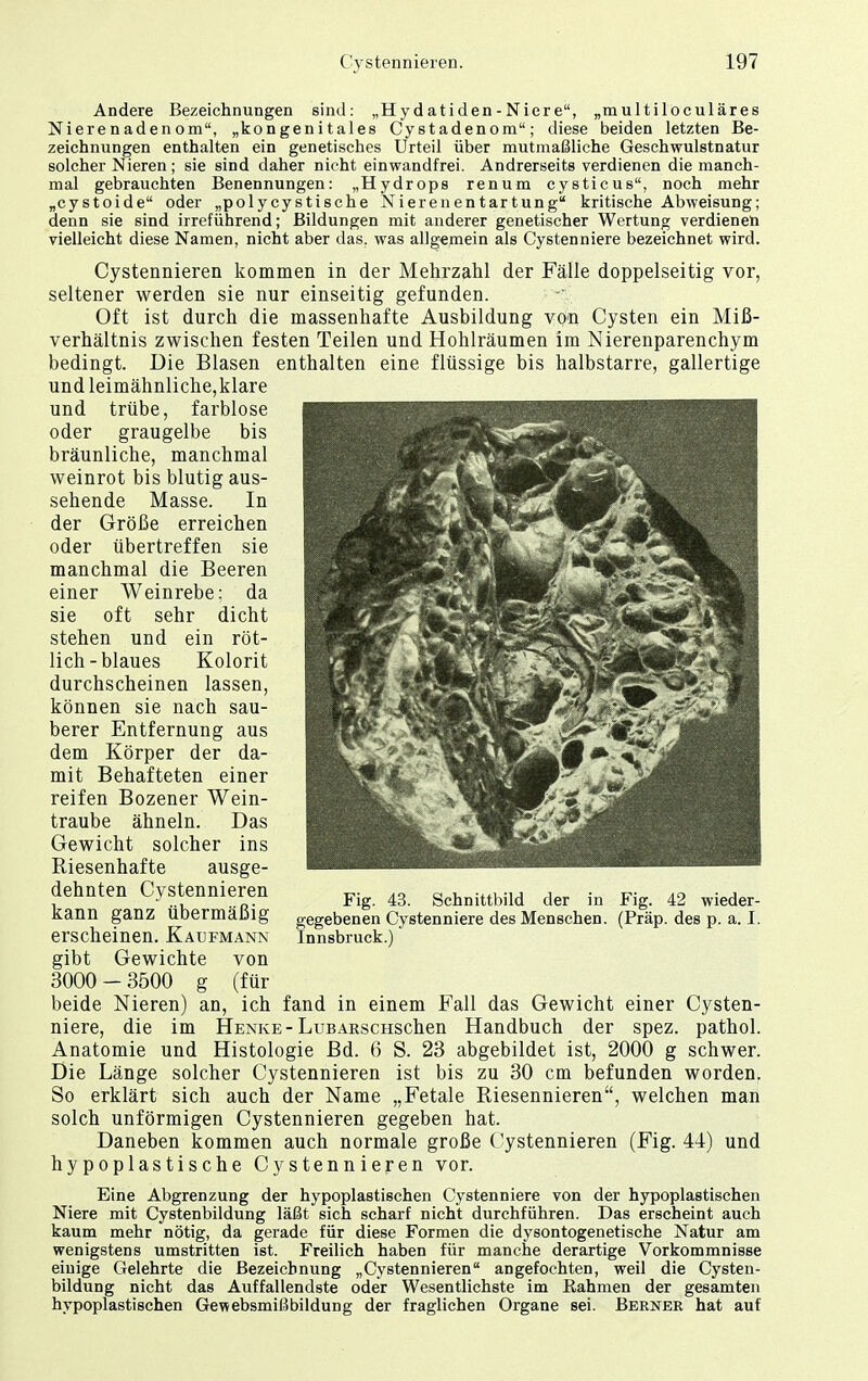 Andere Bezeichnungen sind: „Hydatiden-Niere, „multiloculäres Nierenadenom, „kongenitales Cystadenom; diese beiden letzten Be- zeichnungen enthalten ein genetisches Urteil über mutmaßliche Geschwulstnatur solcher Nieren; sie sind daher nicht einwandfrei. Andrerseits verdienen die manch- mal gebrauchten Benennungen: „Hydrops renum cysticus, noch mehr „cystoide oder „polycystische Nierenentartung kritische Abweisung; denn sie sind irreführend; Bildungen mit anderer genetischer Wertung verdienen vielleicht diese Namen, nicht aber das. was allgemein als Cystenniere bezeichnet wird. Cystennieren kommen in der Mehrzahl der Fälle doppelseitig vor, seltener werden sie nur einseitig gefunden. Oft ist durch die massenhafte Ausbildung von Cysten ein Miß- verhältnis zwischen festen Teilen und Hohlräumen im Nierenparenchym bedingt. Die Blasen enthalten eine flüssige bis halbstarre, gallertige und leimähnliche,klare und trübe, farblose oder graugelbe bis bräunliche, manchmal weinrot bis blutig aus- sehende Masse. In der Größe erreichen oder übertreffen sie manchmal die Beeren einer Weinrebe: da sie oft sehr dicht stehen und ein röt- lich-blaues Kolorit durchscheinen lassen, können sie nach sau- berer Entfernung aus dem Körper der da- mit Behafteten einer reifen Bozener Wein- traube ähneln. Das Gewicht solcher ins Riesenhafte ausge- dehnten Cystennieren kann ganz Übermäßig gegebenen Cystenniere des Menschen. (Präp. des p. a. I. erscheinen. Kaufmann Innsbruck.) gibt Gewichte von 3000 - 3500 g (für beide Nieren) an, ich fand in einem Fall das Gewicht einer Cysten- niere, die im Henke-LuBARscHSchen Handbuch der spez. pathol. Anatomie und Histologie Bd. 6 S. 23 abgebildet ist, 2000 g schwer. Die Länge solcher Cystennieren ist bis zu 30 cm befunden worden. So erklärt sich auch der Name „Fetale Riesennieren, welchen man solch unförmigen Cystennieren gegeben hat. Daneben kommen auch normale große Cystennieren (Fig. 44) und hypoplastische Cystennieren vor. Eine Abgrenzung der hypoplastischen Cystenniere von der hypoplastischen Niere mit Cystenbildung läßt sich scharf nicht durchführen. Das erscheint auch kaum mehr nötig, da gerade für diese Formen die dysontogenetische Natur am wenigstens umstritten ist. Freilich haben für manche derartige Vorkommnisse einige Gelehrte die Bezeichnung „Cystennieren angefochten, weil die Cysten- bildung nicht das Auffallendste oder Wesentlichste im Rahmen der gesamten hypoplastischen Gewebsmißbildung der fraglichen Organe sei. Berner hat auf Fig. 43. Schnittbild der in Fig. 42 wieder-