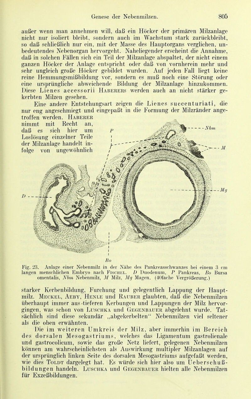 außer wenn man annehmen will, daß ein Höcker der primären Milzanlage nicht nur isoliert bleibt, sondern auch im Wachstum stark zurückbleibt, so daß schließlich nur ein, mit der Masse des Hauptorgans verglichen, un- bedeutendes Nebenorgan hervorgeht. Naheliegender erscheint die Annahme, daß in solchen Fällen sich ein Teil der Milzanlage abspaltet, der nicht einem ganzen Höcker der Anlage entspricht oder daß von vornherein mehr und sehr ungleich große Höcker gebildet wurden. Auf jeden Fall liegt keine reine Hemmungsmißbildung vor, sondern es muß noch eine Störung oder eine ursprüngliche abweichende Bildung der Milzanlage hinzukommen. Diese Lienes accessorii Haberers werden auch an nicht stärker ge- kerbten Milzen gesehen. Eine andere Entstellungsart zeigen die Lienes succenturiati, die nur eng angeschmiegt und eingepaßt in die Formung der Milzränder ange- troffen werden. Haberer nimmt mit Recht an, daß es sich hier um Loslösung einzelner Teile der Milzanlage handelt in- folge von ungewöhnlich D -- 4—Mg Fig. 23. Anlage einer Nebenmilz in der Nähe des Pankreasschwanzes bei einem 3 cm langen menschlichen Embryo nach Fischel. D Duodenum, P Pankreas, Bo Bursa omentalis, Nim Nebenmilz, M Milz, Mg Magen. (40fache Vergrößerung.) starker Kerbenbildung, Furchung und gelegentlich Lappung der Haupt- milz. Meckel, Aeby, Henle und Rauber glaubten, daß die Nebenmilzen überhaupt immer aus-tieferen Kerbungen und Lappungen der Milz hervor- gingen, was schon von Luschka und Gegenbauer abgelehnt wurde. Tat- sächlich sind diese sekundär „abgekerbelten Nebenmilzen viel seltener als die oben erwähnten. Die im weiteren Umkreis der Milz, aber immerhin im Bereich des dorsalen Mesogastriums, welches das Ligamentum gastrolienale und gastrocolicum, sowie das große Netz liefert, gelegenen Nebenmilzen können am wahrscheinlichsten als Auswirkung multipler Milzanlagen auf der ursprünglich linken Seite des dorsalen Mesogastriums aufgefaßt werden, wie dies Toldt dargelegt hat. Es würde sich hier also um TJeberschuß- bildungen handeln. Luschka und Gegenbauer hielten alle Nebenmilzen für Exzeßbildungen.