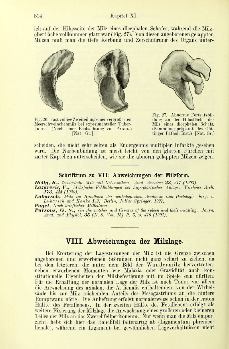 ich auf der Hilusseite der Milz eines dicephalen Schafes, während die Milz- oberfläche vollkommen glatt war (Fig. 27). Von diesen angeborenen gelappten Milzen muß man die tiefe Kerbung und Zerschnürung des Organs unter- scheiden, die nicht sehr selten als Endergebnis multipler Infarkte gesehen wird. Die Narbenbildung ist meist leicht von den glatten Furchen mit zarter Kapsel zu unterscheiden, wie sie die abnorm gelappten Milzen zeigen. Schrifttum zu VII: Abweichungen der Milzform. Helly, K., Ztveigeteilte Milz mit Nebenmilzen. Anat. Anzeiger 23, 217 (1903). Lazarevic, V., Mehrfache Fehlbildungen bei hypoplastischer Anlage. Virchows Arch. 273, 444 (1929). Lubarsch, Milz im Handbuch der pathologischen Anatomie und Histologie, hrsg. v. Lubarsch und Henke 1/2. Berlin, Julius Springer, 1927. Paget, Nach brieflicher Mitteilung. Parsons, G. S., On the notches and fissures of the spieen and their meaning. Journ. Anat. and Physiol. 35 (N. S. Vol. 15) P. 3, p. 416 (1901). Bei Erörterung der Lagestörungen der Milz ist die Grenze zwischen angeborenen und erworbenen Störungen nicht ganz scharf zu ziehen, da bei den letzteren, die unter dem Bild der Wandermilz hervortreten, neben erworbenen Momenten wie Malaria oder Gravidität auch kon- stitutionelle Eigenheiten der Milzbefestigung mit im Spiele sein dürften. Für die Erhaltung der normalen Lage der Milz ist nach Toldt vor allem die Anwachsung des axialen, die A. lienalis enthaltenden, von der Wirbel- säule bis zur Milz reichenden Anteils des Mesogastriums an die hintere Rumpfwand nötig. Die Anheftung erfolgt normalerweise schon in der ersten Hälfte des Fetallebens. In der zweiten Hälfte des Fetallebens erfolgt als weitere Fixierung der Milzlage die Anwachsung eines größeren oder kleineren Teiles der Milz an das Zwerchfellperitoneum. Nur wenn man die Milz empor- zieht, hebt sich hier das Bauchfell faltenartig ab (Ligamentum phrenico- lienale), während ein Ligament bei gewöhnlichen Lageverhältnissen nicht Fig. 26. Fast völlige Zweiteilung einer vergrößerten Meerschweinchenmilz bei experimenteller Tuber- kulose. (Nach einer Beobachtung von Pagel.) [Nat. Gr.] Fig. 27. Abnorme Fortsatzbil- dung an der Hilusfläche der Milz eines dicephalen Schafs. (Sammlungspräparat des Göt- tinger Pathol. Inst.) [Nat. Gr.] VIII. Abweichungen der Milzlage-