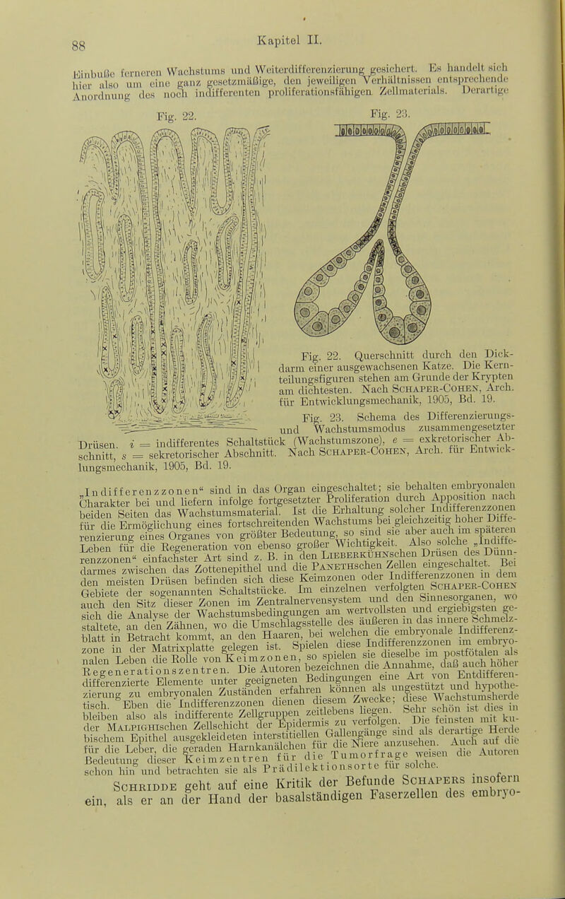 Einbuße ferneren Wachstums und WeiterdifierenzierunK gesichert. Es handelt hieb hier also um eine ganz gesetzmäßige, den jewedigeu Terhaltnissen entsprechende Anordnung des nodi indifferenten proliferationsfähigen Zellmaterials. Derartige Fig. 22. Fig Fig. 22. Querschnitt durch den Dick- darm einer ausgewachsenen Katze. Die Kern- teUungsfiguren stehen am Grunde der Kry^^ten am diclitesten. Nach Schaper-Cohen, Arch. für Entwicklungsmechanik, 1905, Bd. 19. Fig. 23. Schema des Differenzieruugs- und Wachstumsmodus zusammengesetzter Drüsen i = indifferentes Schaltstück (Wachstumszone), e = exkretorischer Ab- Xnitt, s = sekretorischer Abschnitt. Nach Schaper-Cohen, Arch. für Entmck- lungsmechanik, 1905, Bd. 19. lüdifferenzzonen sind in das Organ eingeschaltet; sie behalten embryonalen Charakterbe und Uefern infolge fortgesetzter Froliferation diu-eh Apposition nach beiden Seiten das WachstumsmateriaL Ist die Erhaltung so eher lüdifferenzzonen fiii d^L EiSlichung eines fortschreitenden Wachstums bei gleichzeitig hoher Diffe- r^z erunrelero^^^^^^ von größter Bedeutung, so sind sie aber auch im spateren Leben t^ die Eegfneration von ebenso großer Wichügkeit. Also solche Indiäe- renzzonen« einfachster Ai't sind z. B. j'^^.deD.LiEBERKUHKschen Dr^^^^^^^^^ darmes zwischen das Zottenepithel und die PANETHSchen Zellen eingeschalte Bei den meisten Drüsen befindeA sich diese Keimzonen oder ^^^^^^^ Gebiete der sQo-enannten Schaltstücke. Im einzelnen verfolgten Schaper-Lohen n^foh den Sitz dieser Zonen im Zentralnervensystem und den Sinnesorganen, wo s ch die AnLlvse der M am wertvoUsten und ergiebigsten ge- s altete ^ £ Zäunen 'to die Umscläagsstelle des äußeren in das innere |chmelz- clitflren^rte Elemente unter geeigneten Be'^?|»;;f« f'„^3 j bischem Epithel ausgekleideten interst.tieUen für die Leber, die glraden Harnkaniüchen ur d. Nie e anzu^ Bedeutunff d escr Kei m z en t r en für d i e i u mo r 11 agl  Xn hilf und betrachten sie als Prädilektionsor te für solche. ScHRiDDE geht auf eine Kritik der Befunde Schapers insofeni ein, als er an der Hand der basalständigen Faserzellen des embijo-
