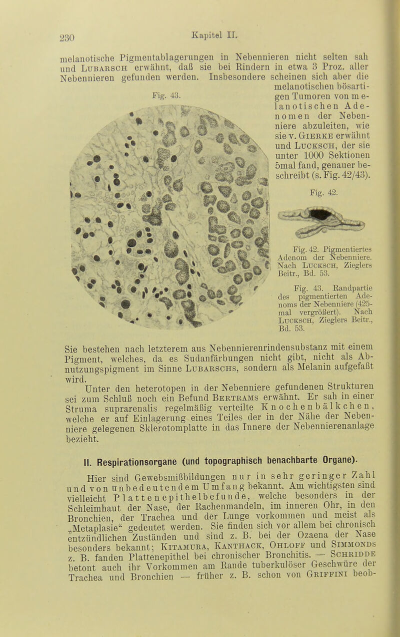 nielanotische Pigmentablagerungen in Nebennieren nicht selten sah und LuBARSOH erwähnt, daß sie bei Rindern in etwa 3 Proz. aller Nebennieren gefunden werden. Insbesondere scheinen sich aber die melanotischen bösarti- Fig. 43. gen Tumoren von m e- lanotischen Ade- nomen der Neben- niere abzuleiten, wie sie V. GiERKE erwähnt und LucKSCH, der sie unter 1000 Sektionen 5mal fand, genauer be- schreibt (s. Fig. 42/43). Fig. 42. Fig. 42. Pigmentiertes Adenom der Nebenniere. Nach LucKSCH, Zieglers Beitr., Bd. 53. Fig. 43. Randpartie des pigmentierten Ade- noms der Nebenniere (425- mal vergrößert). Nach LucKSCH, Zieglers Beitr., Bd. 53. Sie bestehen nach letzterem aus Nebeunierenrindensubstanz mit einem Pigment, welches, da es Sudanfärbungen nicht gibt, nicht als Ab- nutzungspigraent im Sinne Lubarschs, sondern als Melanin aufgefaßt wird. Unter den heterotopen in der Nebenniere gefundenen Strukturen sei zum Schluß noch ein Befund Bertrams erwähnt. Er sah in einer Struma suprarenalis regelmäßig verteilte Knochenbälkchen. welche er auf Einlagerung eines Teiles der in der Nähe der Neben- niere gelegenen Skierotomplatte in das Innere der Nebennierenaulage bezieht. II. Respirationsorgane (und topographisch benachbarte Organe). Hier sind Gewebsmißbildungen nur in sehr geringer Zahl undvonunbedeutendemUmfang bekannt. Am wichtigsten sind vielleicht P 1 a 11 e n epithe Ib ef unde, welche besonders in der Schleimhaut der Nase, der Rachenmandeln, im inneren Ohr, m den Bronchien, der Trachea und der Lunge vorkommen und meist als Metaplasie gedeutet werden. Sie finden sich vor allem bei chronisch entzündlichen Zuständen und sind z. B. bei der Ozaena der Nase besonders bekannt; Kitamura, Kanthack, Ohloff und Simmonds z B fanden Plattenepithel bei chronischer Bronchitis. — Schridde betont auch ihr Vorkommen am Rande tuberkulöser Geschwüre der Trachea und Bronchien — früher z. B. schon von Griffini beob-