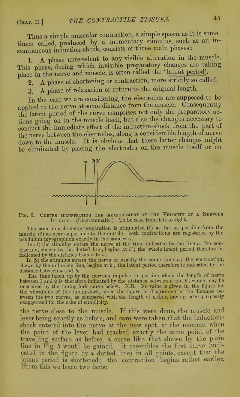 Thus a simple muscular contraction, a simple spasm as it is some- times called, produced by a momentary stimulus, such as an in- stantaneous induction-shock, consists of three mam phases: 1 A phase antecedent to any visible alteration in the muscle. This * phase, during which invisible preparatory changes are taking place in the nerve and muscle, is often called the ' latent_£eriod;. 2. A phase of shortening or contraction, more strictly so called. 3. A phase of relaxation or return to the original length. In the case we are considering, the electrodes are supposed to be applied to the nerve at some distance from the muscle. Consequently the latent period of the curve comprises not only the preparatory ac- tions o-oing on in the muscle itself, but also the changes necessary to conduct the immediate effect of the induction-shock from the part of the nerve between the electrodes, along a considerable length of nerve down to the muscle. It is obvious that these latter changes might be eliminated by placing the electrodes on the muscle itself or on Fig. 5. Curves illustrating the measurement oe the Velocity op a Nervous Impulse. (Diagrammatic.) To be read from left to right. The same muscle-nerve preparation is stimulated (1) as far as possible from the muscle, (2) as near as possible to the muscle ; both contractions are registered by the pendulum myographion exactly in the same way. In (1) the stimulus enters the nerve at the time indicated by the line a, the con- traction, shewn by the dotted line, begins at V; the whole latent period therefore is indicated by the distance from a to b'. In (2) the stimulus enters the nerve at exactly the same time a; the contraction, shewn by the unbroken line, begins at b; the latent period therefore is indicated by the distance between a and 5. The time taken up by the nervous impulse in passing along the length of nerve between 1 and 2 is therefore indicated by the distance between b and b', which may be measured by the tuning-fork curve below. N.B. No value is given in the figure for the vibrations of the tuning-fork, since the figure is diagrammatic, the distance be- tween the two curves, as compared with the length of either, having been purposely exaggerated for the sake of simplicity. the nerve close to the muscle. If this were done, the muscle and lever being exactly as before, and care were taken that the induction- shock entered into the nerve at the new spot, at the moment when the point of the lever had reached exactly the same point of the travelling surface as before, a curve like that shewn by the plain line in Fig. 5 would be gained. It resembles the first curve (indi- cated in the figure by a dotted line) in all points, except that the latent period is shortened; the contraction begins rather earlier. From this we learn two facts: