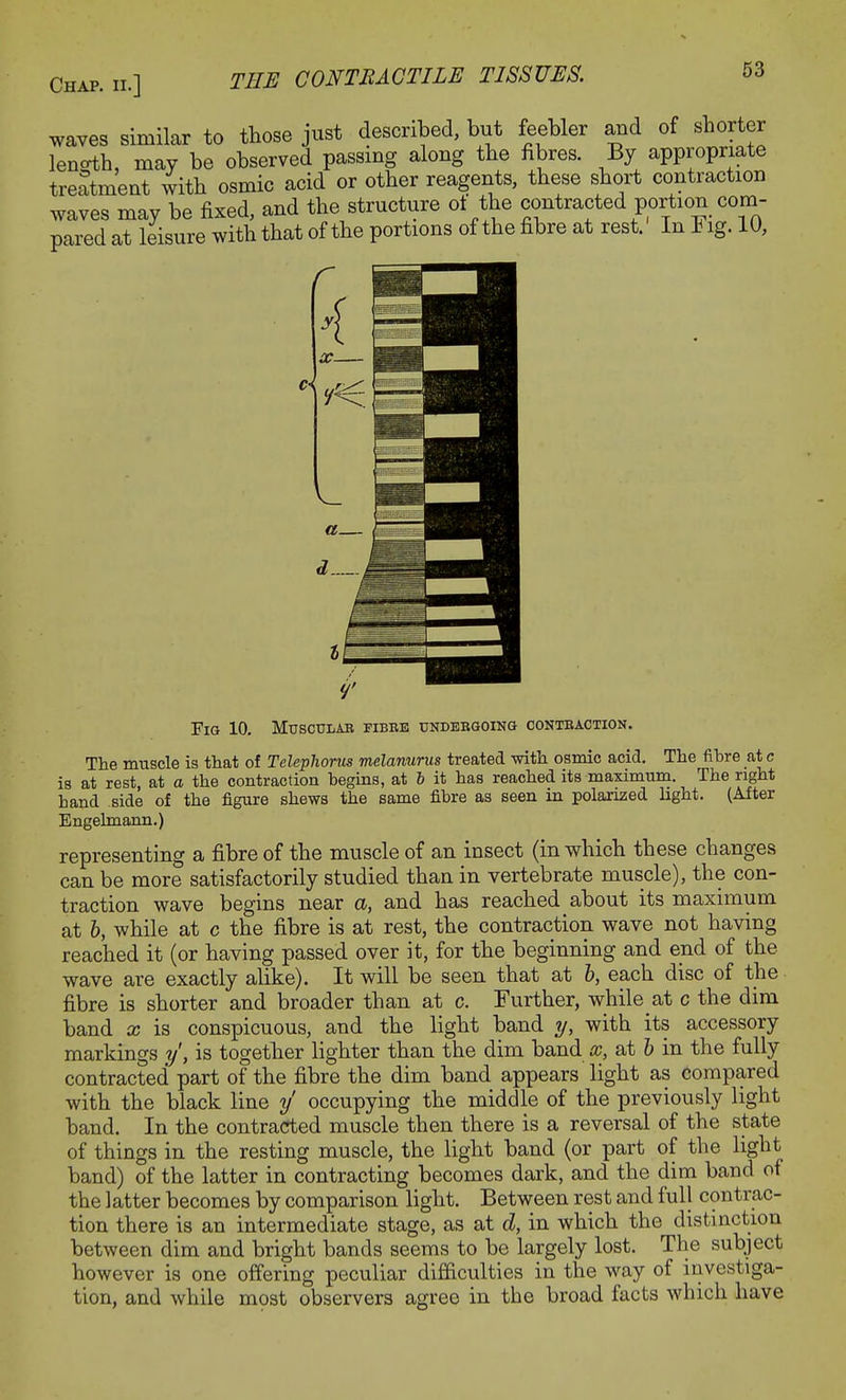 waves similar to those just described, but feebler and of shorter lenoth, may be observed passing along the fibres. By appropriate treatment with osmic acid or other reagents, these short contraction waves may be fixed, and the structure of the contracted portion com- pared at leisure with that of the portions of the fibre at rest. In Fig. 10, Fig 10. Muscular fibre undergoing contraction. The muscle is that of Telephones melanurns treated with osmic acid. The fibre at c is at rest, at a the contraction begins, at b it has reached its maximum. The right band side of the figure shews the same fibre as seen in polarized light. (After Engehnann.) representing a fibre of the muscle of an insect (in which these changes can be more satisfactorily studied than in vertebrate muscle), the con- traction wave begins near a, and has reached about its maximum at b, while at c the fibre is at rest, the contraction wave not having reached it (or having passed over it, for the beginning and end of the wave are exactly alike). It will be seen that at b, each disc of the fibre is shorter and broader than at c. Further, while at c the dim band x is conspicuous, and the light band y, with its accessory markings y, is together lighter than the dim band cc, at b in the fully contracted part of the fibre the dim band appears light as compared with the black line y1 occupying the middle of the previously light band. In the contracted muscle then there is a reversal of the state of things in the resting muscle, the light band (or part of the light band) of the latter in contracting becomes dark, and the dim band of the latter becomes by comparison light. Between rest and full contrac- tion there is an intermediate stage, as at d, in which the distinction between dim and bright bands seems to be largely lost. The subject however is one offering peculiar difficulties in the way of investiga- tion, and while most observers agree in the broad facts which have