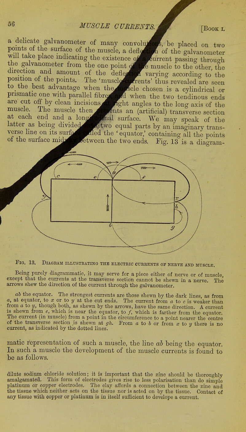 [Book l a delicate galvanometer of many convol points of the surface of the muscle, a defl will take place indicating the existence o the galvanometer from the one point direction and amount of the defl position of the points. The cmuscl to the best advantage when the prismatic one with parallel fibrejfcl are cut off by clean incisions^Hght angles to the long axis'of the muscle ihe muscle then^Bfnts an (artificial) transverse section at each end and a lonj^Hnal surface. We may speak of the latter as being divided^Ftwo equal parts by an imaginary trans- verse line on its sur&^Hled the ' equator,' containing all the points of the surface miaj^^Petween the two ends. Fig. 13 is a diagram- be placed on two of the galvanometer urrent passing through I muscle to the other, the varying according to the r Tents' thus revealed are seen icle chosen is a cylindrical or when the two tendinous ends Fig. 13. Diageam illusteating the electeic cubeents op neeve and muscle. Being purely diagrammatic, it may serve for a piece either of nerve or of muscle, except that the currents at the transverse section cannot be shewn in a nerve. The arrows shew the direction of the current through the galvanometer. ab the equator. The strongest currents are those shewn by the dark lines, as from a, at equator, to x or to y at the cut ends. The current from a to c is weaker than from a to y, though both, as shewn by the arrows, have the same direction. A current is shewn from e, which is near the equator, to /, which is farther from the equator. The current (in muscle) from a point in the circumference to a point nearer the centre of the transverse section is shewn at gh. From a to b or from x to y there is no current, as indicated by the dotted lines. matic representation of such a muscle, the line ab being the equator. In such a muscle the development of the muscle currents is found to be as follows. dilute sodium chloride solution; it is important that the zinc should be thoroughly amalgamated. This form of electrodes gives rise to less polarisation than do simple platinum or copper electrodes. The clay affords a connection between the zinc and the tissue which neither acts on the tissue nor is acted on by the tissue. Contact of any tissue with copper or platinum is in itself sufficient to develope a current.