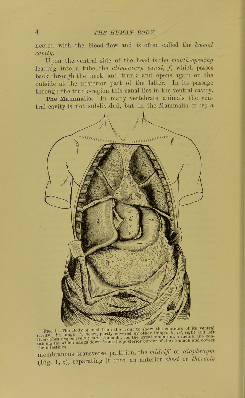 nected with the blood-flow and is often called the Juemal cavity. Upon the ventral side of the head is the moutli-opening leading into a tube, the aUmenfary canal, f, which passes back through the neck and trunk and opens again on the outside at the posterior part of the latter. In its passage through the trunk-region this canal lies in the ventral cavity. The Mammalia. In many vertebrate animals the ven- tral cavity is not subdivided, but in the Mammalia it is; a TTio 1 -The Body opened from the front to show the contents of its ventral ,.fluitv iu lungs; ;i, heart, partly covered by other thnigs; le, le\ right and left ^^IrWs respective y ; ma, ston^ach ; ne, the great omentum a membrane con- taininffaVwlTli hangs'dovvn from the'posterior border of the stomach and covers the intestines. membranous transverse partition, the midriff or diaphragm (Fig. 1, z), separating it into an anterior chest or thoracic