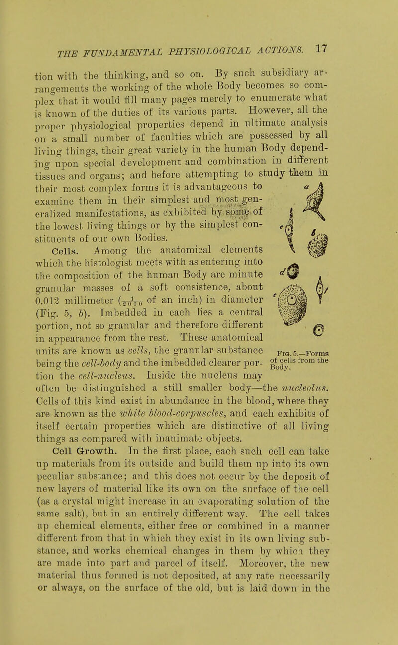 tion with the thinking, and so on. By such subsidiary ar- rangements the working of the whole Body becomes so com- plex tliat it would fill many pages merely to enumerate what is known of the duties of its various parts. However, all the proper physiological properties depend in ultimate analysis ou a small number of faculties which are possessed by all living things, their great variety in the human Body depend- ing upon special development and combination in different tissues and organs; and before attempting to study tliem in their most complex forms it is advantageous to examine them in their simplest and most gen- eralized manifestations, as exhibited by some of | the lowest living things or by the simplest con- ^ J stituents of our own Bodies. % Cells. Among the anatomical elements \ which the histologist meets with as entering into the composition of the hnman Body are minute granular masses of a soft consistence, about 0.013 millimeter {^ian of an inch) in diameter (Fig. 5, h). Imbedded in each lies a central portion, not so granular and therefore different ^ in appearance from the rest. These anatomical units are known as cells, the granular substance fig. 5—Forma being the cell-body and the imbedded clearer por- go^y® tion the cell-nucleus. Inside the nucleus may often be distinguished a still smaller body—the nucleohis. Cells of this kind exist in abundance in the blood, where they are known as the loliite blood-corpuscles, and each exhibits of itself certain properties which are distinctive of all living things as compared with inanimate objects. Cell Growth. In the first place, each such cell can take up materials from its outside and build them up into its own peculiar substance; and this does not occur by the deposit of new layers of material like its own on the snrface of the cell (as a crystal might increase in an evaporating solution of the same salt), but in an entirely different way. The cell takes up chemical elements, either free or combined in a manner different from that in which they exist in its own living sub- stance, and works chemical changes in them by which they are made into part and parcel of itself. Moreover, the new material thus formed is not deposited, at any rate necessarily or always, on the surface of the old, but is laid down in the