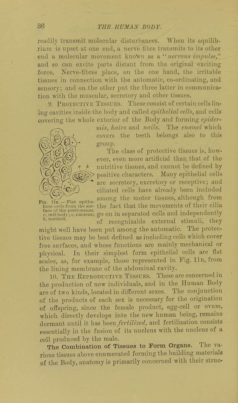 readily transmit molecular distuj-bauces. When its equilib- rium 'is upset at one end, a nerve-tibre transmits to its other end a molecular movement knoVn as a,nervous impulse, and so can excite parts distant from the original exciting force. Nerve-fibres place, on the one hand, the irritable tissues in connection with the automatic, co-ordinating, and sensory ; and on the other put the three latter in communica- tion with the muscular, secretory and other tissues. 9. Protectiye Tissues. These consist of certain cells lin- ing cavities inside the body and called epithelial cells, and cells covering the whole exterior of the Body and forming epider- mis, hairs and Jiails. The enamel which covers the teeth belongs also to this group. The class of protective tissues is, how- ) ever, even more artificial than that of the A nutritive tissues, and cannot be defined by ^;-> positive characters. Many epithelial cells '' are secretory, excretory or receptive; and ciliated cells have already been included amonff the motor tissues, although from Fig. 11b.—Flat epitlie- , , , x- • -t liutn cells from ihe sur- the fact that the movcments 01 then* cilia face of the peritoneum. . , -\ ^^ ^ • -\ ,i ^-^„ cell-body; c, nucleus; go on in Separated cells and mdepenclentiy 6, nucleoli. recognizable external stimuli, they might well have been put among the automatic. The protec- tive tissues may be best defined as including cells which cover free surfaces, and whose functions are mainly mechanical or physical. In their simplest form epithelial cells are flat scales, as, for example, those represented in Fig. 11b, from the lining membrane of the abdominal cavity. 10. The Keproductive Tissues. These are concerned in the production of new individuals, and in the Human Body are of two kinds, located in different sexes. The conjunction of the products of each sex is necessary for the origination of offspring, since the female product, egg-cell or ovnm, which directly develops into the new human being, remains dormant until it has heen fertilized, and fertilization consists essentially in the fusion of its nncleus with the nucleus of a cell produced by the male. The Combination of Tissues to Form Organs. The va- rious tissues above enumerated forming the building materials of the Body, anatomy is primarily concerned with their struc-