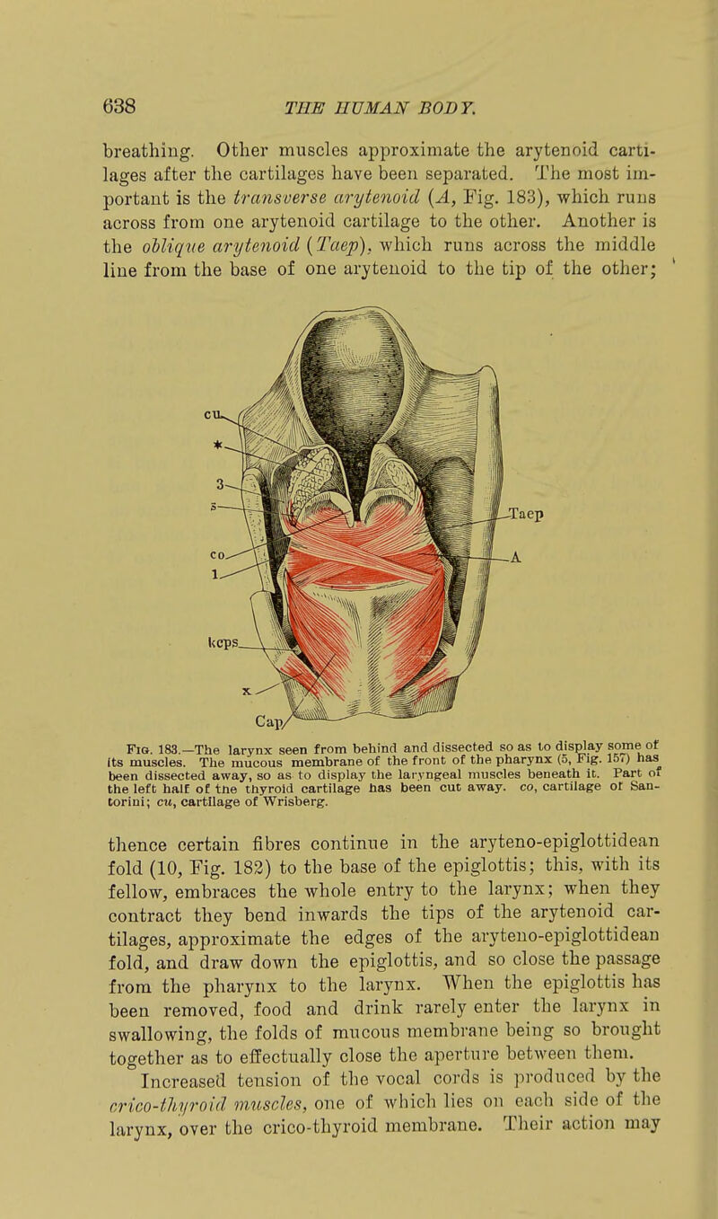 breathing. Other muscles approximate the arytenoid carti- lages after the cartilages have been separated. The most im- portant is the transverse arytenoid {A, Fig. 183), which runs across from one arytenoid cartilage to the other. Another is the oUique arytenoid {Taep), vfhich. runs across the middle line from the base of one arytenoid to the tip of the other; Fio. 183.—The larynx seen from behind and dissected so as to display some of Its muscles. The mucous membrane of the front of the pharynx (5, Fig. 15,) has been dissected away, so as to display the laryngeal muscles beneath it. Part of the left half of tne thyroid cartilage has been cut away, co, cartilage ot San- Corini; cm, cartilage of Wrisberg. thence certain fibres continue in the aryteno-epiglottidean fold (10, Fig. 182) to the base of the epiglottis; this, with its fellow, embraces the whole entry to the larynx; when they contract they bend inwards the tips of the arytenoid car- tilages, approximate the edges of the aryteno-epiglottidean fold, and draw down the epiglottis, and so close the passage from the pharynx to the larynx. When the epiglottis has been removed, food and drink rarely enter the larynx in swallowing, the folds of mucous membrane being so brought together as to effectually close the aperture between them. Increased tension of the vocal cords is produced by the crico-tliyroid muscles, one of which lies on each side of the larynx, over the crico-thyroid membrane. Their action may