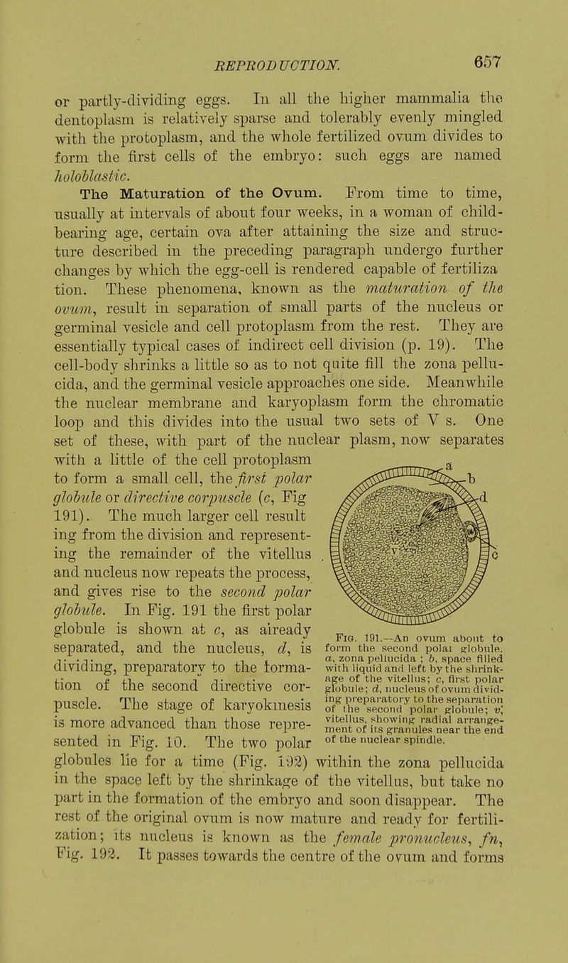 or partly-dividing eggs. In all the higher mammalia the dentoplasm is relatively sparse and tolerably evenly mingled with the protoplasm, and the whole fertilized ovum divides to form the first cells of the embryo: such eggs are named holohlastic. The Maturation of the Ovum. From time to time, usually at intervals of about four weeks, in a woman of child- bearing age, certain ova after attaining the size and struc- ture described in the preceding paragraph undergo further changes by which the egg-cell is rendered capable of fertiliza tion. These phenomena, known as the maturation of the ovum, result in separation of small parts of the nucleus or germinal vesicle and cell protoplasm from the rest. They are essentially typical cases of indirect cell division (p. 19). The cell-body shrinks a little so as to not quite fill the zona pellu- cida, and the germinal vesicle approaches one side. Meanwhile the nuclear membrane and karyoplasm form the chromatic loop and this divides into the usual two sets of V s. One set of these, with part of the nuclear plasm, now separates with a little of the cell protoplasm to form a small cell, first polar globule or directive corpuscle {c, Fig 191). The much larger cell result ing from the division and represent- ing the remainder of the vitellus and nucleus now repeats the process, and gives rise to the second polar globule. In Fig. 191 the first polar globule is shown at c, as already separated, and the nucleus, ^Z, is dividing, preparatory to the iorma- tion of the second directive cor- puscle. The stage of karyokmesis is more advanced than those repre- sented in Fig. 10. The two polar globules lie for a time (Fig. 102) within the zona pellucida in the space left by the shrinkage of the vitellus, but take no part in the formation of the embryo and soon disappear. The rest of the original ovum is now mature and ready for fertili- zation; its nucleus is known as the female pronucleus, fn. Fig. 192. It passes towards the centre of the ovum and forms Fig. 191.—An ovum about to form the second polai globule, a, zona pellucida ; 6, space filled with liquid and left by the shrink- age of the vitelhis; c, first polar globule; d, nucleus of ovum divid- ing preparatory to the separation of the second polar globule; v\ vitellus, .showing radial arrange- ment of its granules near the end of the nuclear spindle.