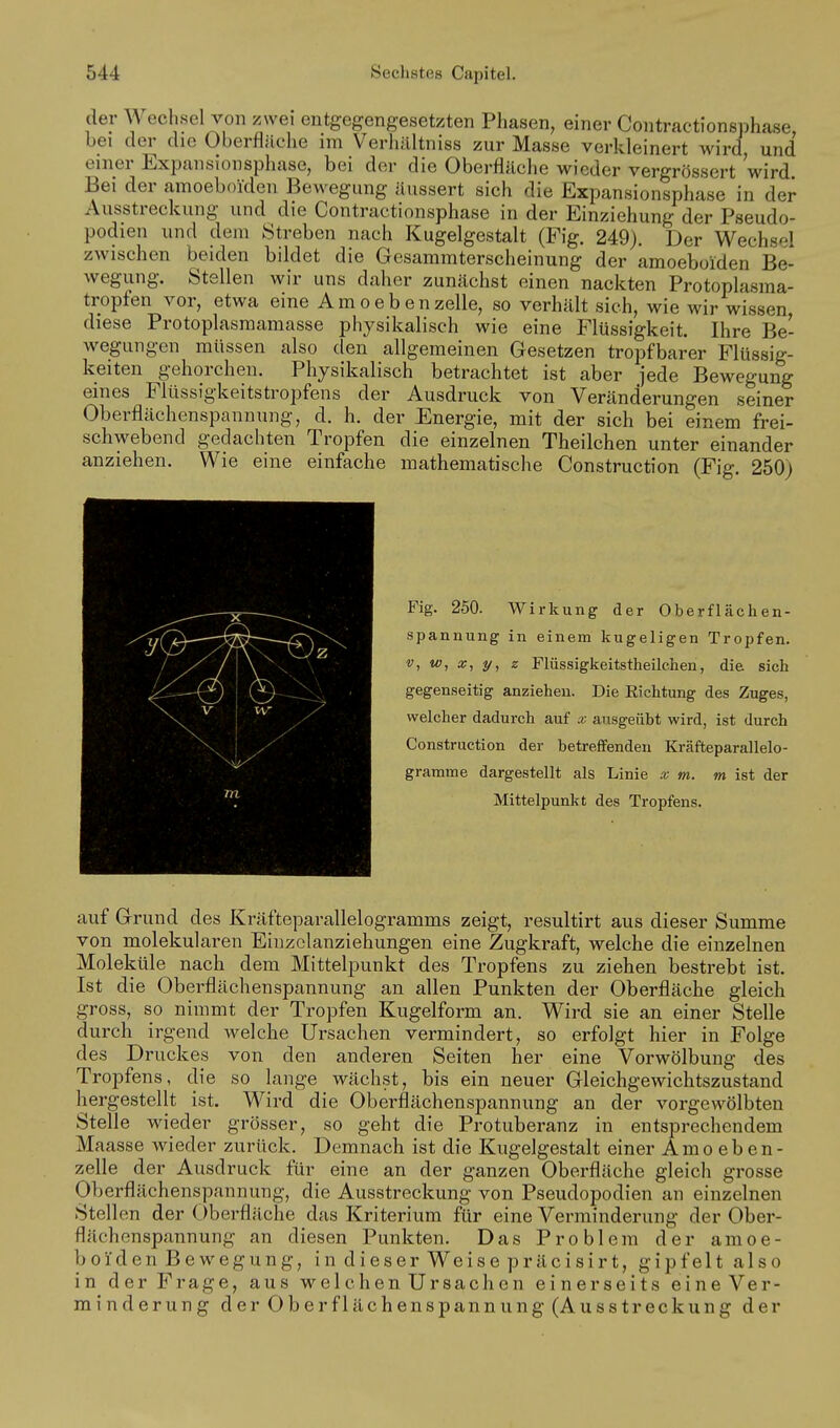 der Wechsel von zwei entgegengesetzten Phasen, einer Contraetionsphase, bei der die Oberfläche im Verhilltniss zur Masse verkleinert wird und einer Expansionsphase, bei der die Oberfläche wieder vergrössert wird Bei der amoeboiden Bewegung äussert sich die Expansionsphase in der Ausstreckung und die Contraetionsphase in der Einziehung der Pseudo- podien und dem Streben nach Kugelgestalt (Fig. 249). Der Wechsel zwischen beiden bildet die Gesammterscheinung der amoeboiden Be- wegung. Stellen wir uns daher zunächst einen nackten Protoplasma- tropfen vor, etwa eine Amoebenzelle, so verhält sich, wie wir wissen diese Protoplasraamasse physikalisch wie eine Flüssigkeit. Ihre Be- wegungen müssen also den allgemeinen Gesetzen tropfbarer Flüssig- keiten gehorchen. Physikalisch betrachtet ist aber jede Bewegung eines Flüssigkeitstropfens der Ausdruck von Veränderungen seiner Oberflächenspannung, d. h. der Energie, mit der sich bei einem frei- schwebend gedachten Tropfen die einzelnen Theilchen unter einander anziehen. Wie eine einfache mathematische Construction (Fig. 250) Fig. 250. Wirkung der Oberflächen- spannung in einem kugeligen Tropfen. V, w, a;, z Flüssigkeitstheilchen, die sich gegenseitig anziehen. Die Sichtung des Zuges, welcher dadurch auf x ausgeübt wird, ist durch Construction der betreffenden Kräfteparallelo- gramme dargestellt als Linie x m. m ist der Mittelpunkt des Tropfens. auf Grund des Kräfteparallelogramms zeigt, resultirt aus dieser Summe von molekularen Einzclanziehungen eine Zugkraft, welche die einzelnen Moleküle nach dem Mittelpunkt des Tropfens zu ziehen bestrebt ist. Ist die Oberflächenspannung an allen Punkten der Oberfläche gleich gross, so nimmt der Tropfen Kugelform an. Wird sie an einer Stelle durch irgend welche Ursachen vermindert, so erfolgt hier in Folge des Druckes von den anderen Seiten her eine Vorwölbung des Tropfens, die so lange wäch.st, bis ein neuer Gleichgewichtszustand hergestellt ist. Wird die Oberflächenspannung an der vorgewölbten Stelle wieder grösser, so geht die Protuberanz in entsprechendem Maasse wieder zurück. Demnach ist die Kugelgestalt einer Am o e b e n - zelle der Ausdruck für eine an der ganzen Oberfläche gleich grosse Oberflächenspannung, die Ausstreckung von Pseudopodien an einzelnen Stellen der Oberfläche das Kriterium für eine Verminderung der Ober- flächenspannung an diesen Punkten. Das Problem der amoe- boiden Bewegung, in dieser Weise präcisirt, gipfelt also in der Frage, aus welchen Ursachen einerseits eine Ver- minderung der Oberflächenspannung (Ausstreckung der