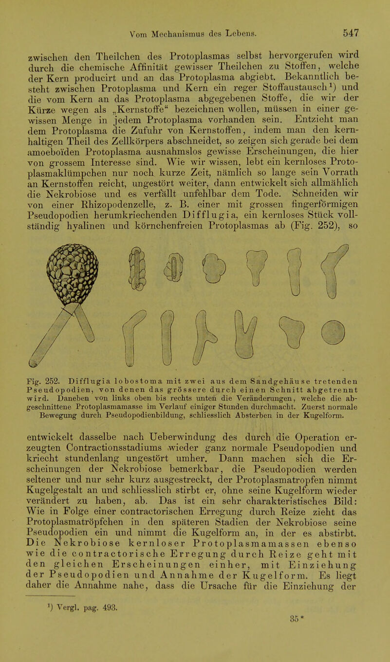 zwischen den Theilchen des Protoplasmas selbst hervorgerufen wird durch die chemische Affinität gewisser Theilchen zu Stoffen, welche der Kern producirt und an das Protoplasma abgiebt. Bekanntlich be- steht zwischen Protoplasma und Kern ein reger Stoffaustausch ^) und die vom Kern an das Protoplasma abgegebenen Stoffe, die wir der Kürze wegen als „Kernstoffe bezeichnen wollen, müssen in einer ge- wissen Menge in jedem Protoplasma vorhanden sein. Entzieht man dem Protoplasma die Zufuhr von Kernstoffen, indem man den kern- haltigen Theil des Zellkörpers abschneidet, so zeigen sich gerade bei dem amoeboiden Protoplasma ausnahmslos gewisse Erscheinungen, die hier von grossem Interesse sind. Wie wir wissen, lebt ein kernloses Proto- plasmaklümpchen nur noch kurze Zeit, nämlich so lange sein Vorrath an Kernstoffen reicht, ungestört weiter, dann entwickelt sich allmählich die Nekrobiose und es verfällt unfehlbar dem Tode. Schneiden wir von einer Rhizopodenzelle, z. B. einer mit grossen fingerförmigen Pseudopodien herumkriechenden Difflugia, ein kernloses Stück voll- ständig hyalinen und körnchenfreien Protoplasmas ab (Fig. 252), so Fig. 252. Difflugia lobostoma mit zwei aus dem Sandgehäuse ti'etenden Pseudopodien, von denen das grössere durch einen Schnitt abgetrennt wird. Daneben von links oben bis rechts unten die Veränderungen, welche die ab- geschnittene Protoplasmamasse im Verlauf einiger Stunden durchmacht. Zuerst normale Bewegung durch Pseudopodienbildung, schliesslich Absterben in der Kugelform. entwickelt dasselbe nach Ueberwindung des durch die Operation er- zeugten Contractionsstadiums wieder ganz normale Pseudopodien und kriecht stundenlang ungestört umher. Dann machen sich die Er- scheinungen der Nekrobiose bemerkbar, die Pseudopodien werden seltener und nur sehr kurz ausgestreckt, der Protoplasmatropfen nimmt Kugelgestalt an und schliesslich stirbt er, ohne seine Kugelform wieder verändert zu haben, ab. Das ist ein sehr charakteristisches Bild: Wie in Folge einer contractorischen Erregung durch Reize zieht das Protoplasmatröpfchen in den späteren Stadien der Nekrobiose seine Pseudopodien ein und nimmt die Kugelform an, in der es abstirbt. Die Nekrobiose kernloser Protoplasraamassen ebenso wie die contractorische Erregung durch Reize geht mit den gleichen Erscheinungen einher, mit Einziehung der Pseudopodien und Annahme der Kugelform. Es liegt daher die Annahme nahe, dass die Ursache für die Einziehung der ') Vergl. pag. 493. 35*